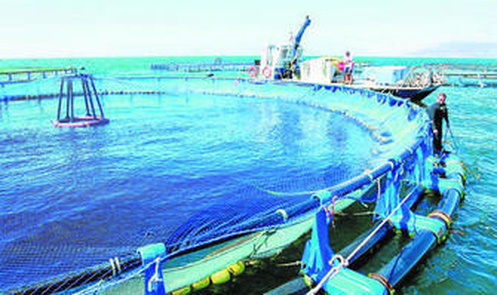 Jaula de lubinas ubicada frente a El Palo en la capital malagueña.
