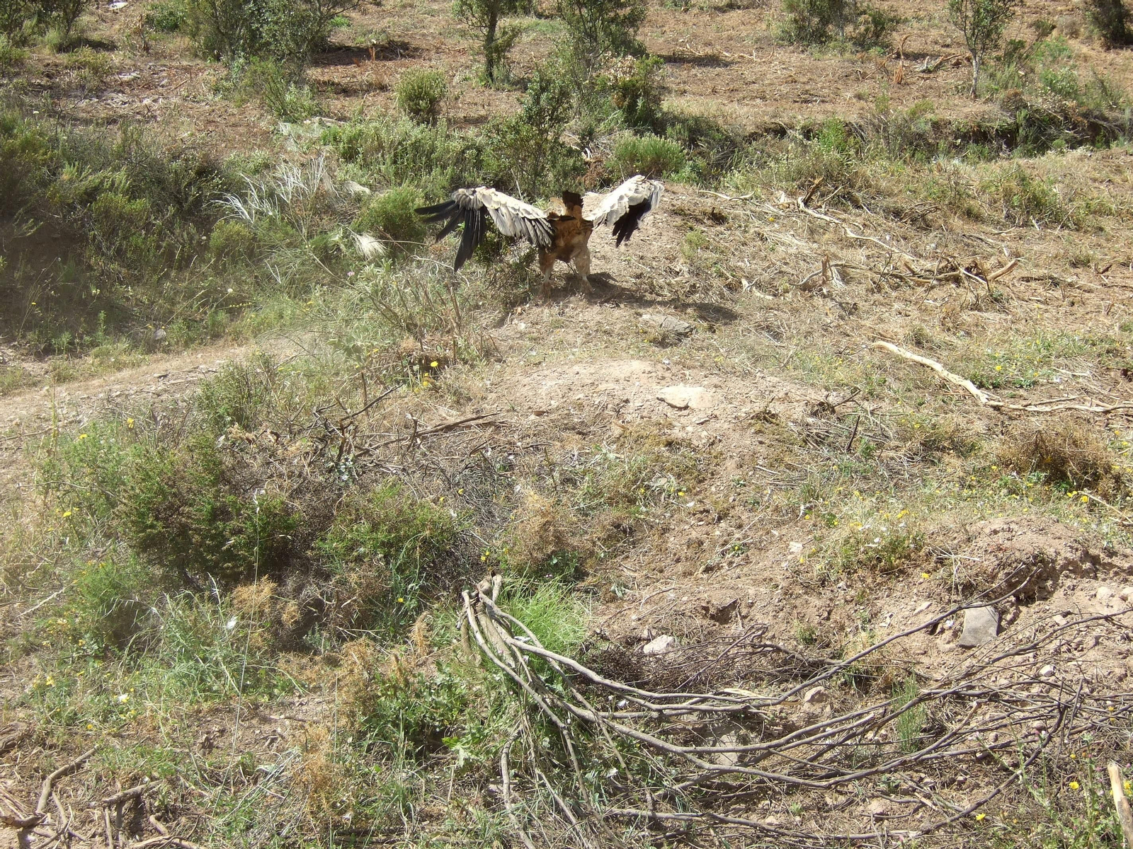 Agentes de Medio Ambiente liberan a un buitre leonado atrapado en una res de vaca Agentes de Medio Ambiente liberan a un buitre leonado atrapado en una res de vaca