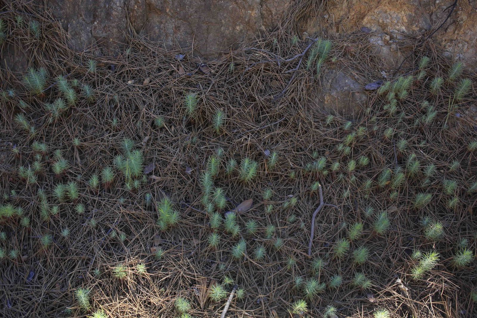 Un año del gran incendio de Sierra Bermeja, en fotos.