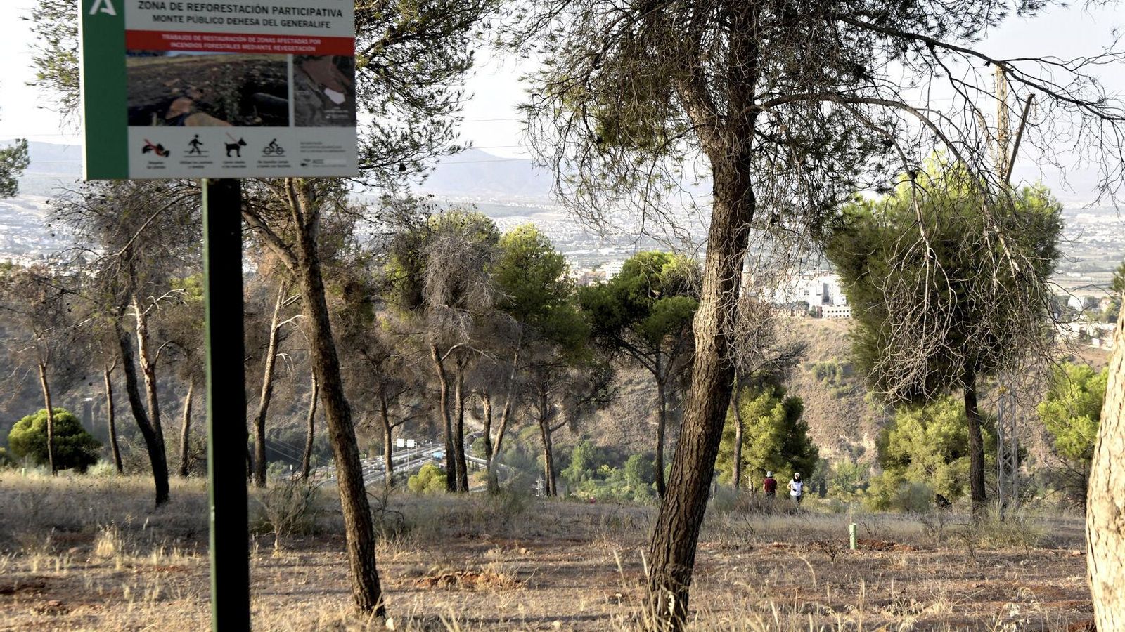 La zona está calificada como de ‘reforestación participativa’, y la ACCCG tiene autorización para trabajar en ella La zona está calificada como de ‘reforestación participativa’, y la ACCCG tiene autorización para trabajar en ella