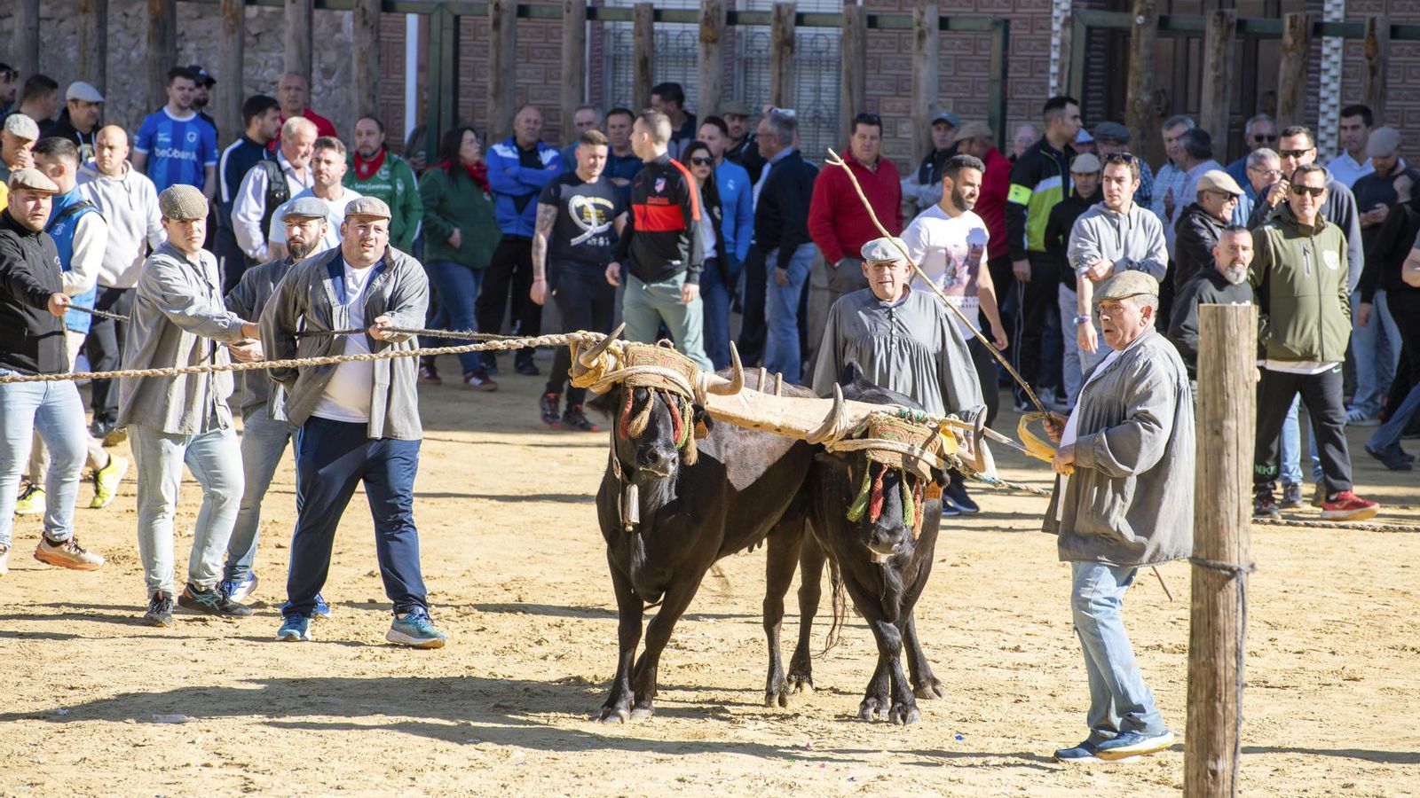 La fiesta del toro ensogao de Beas de Segura.