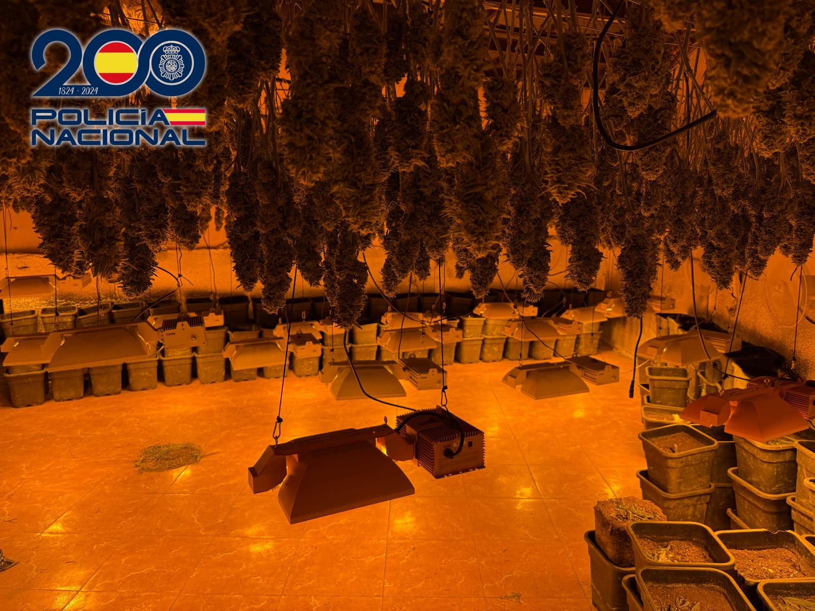 Una de las plantaciones desmanteladas.