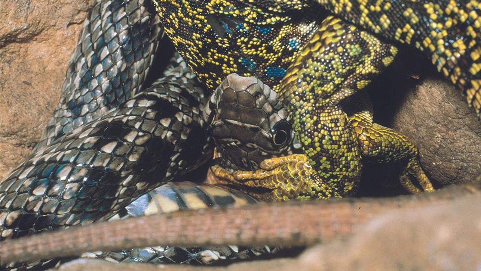 Los reptiles son uno de los animales más difíciles de avistar y, sobre todo, considera todas las precauciones en caso de toparte con uno.