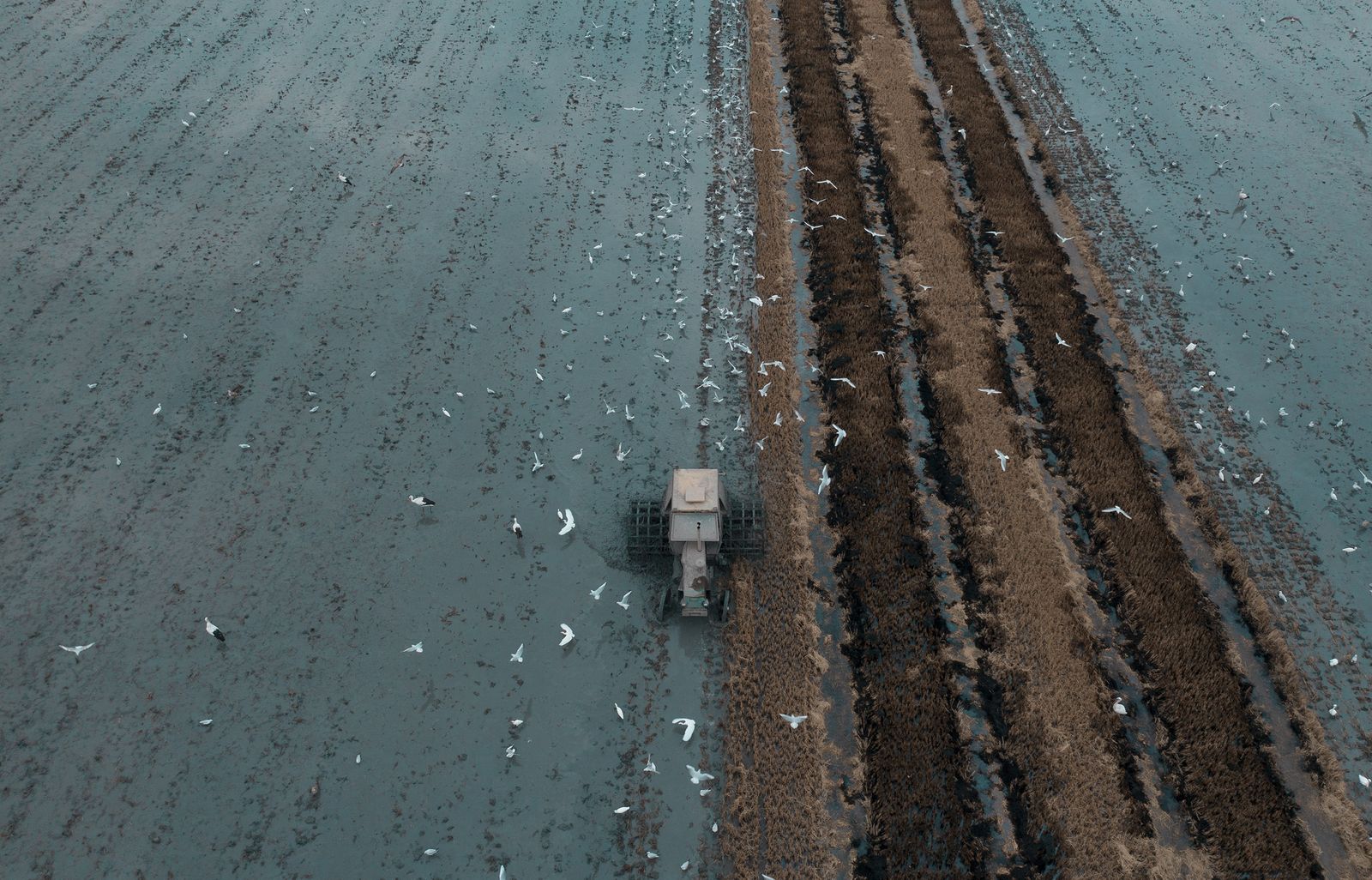 Labores después de la cosecha en las tablas de arroz de las Marismas del Guadalquivir