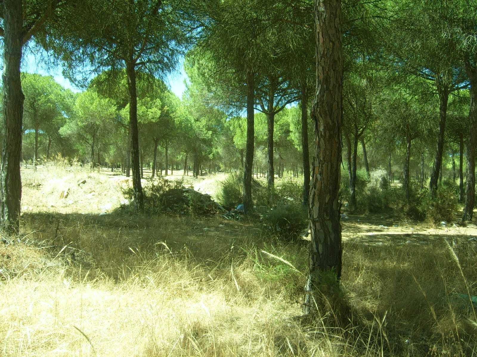 Imagen de los terrenos en los que irá ubicado el CEUS en Moguer.