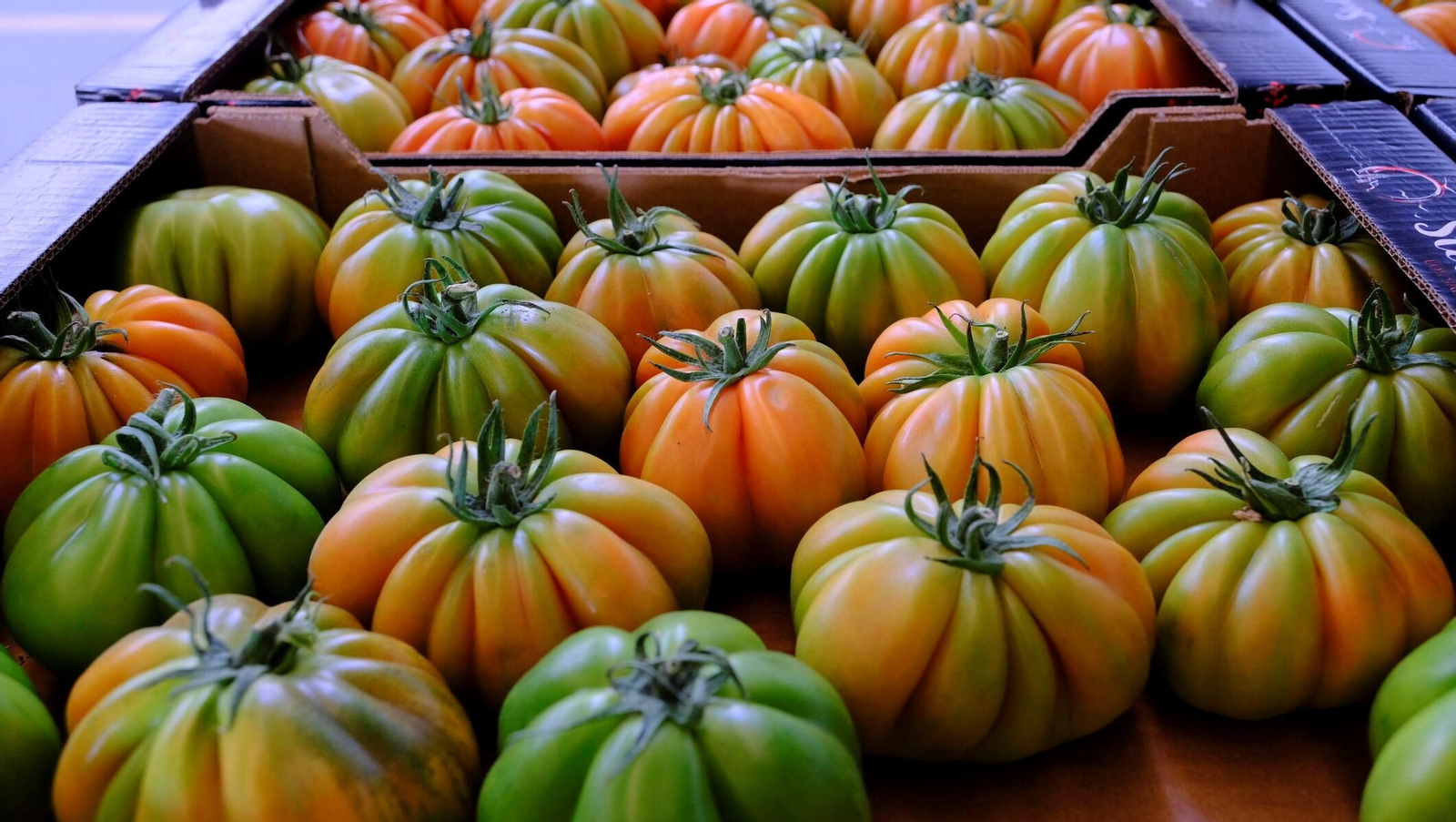 Vea cómo son los tomates almerienses de 'Stella del Cabo'