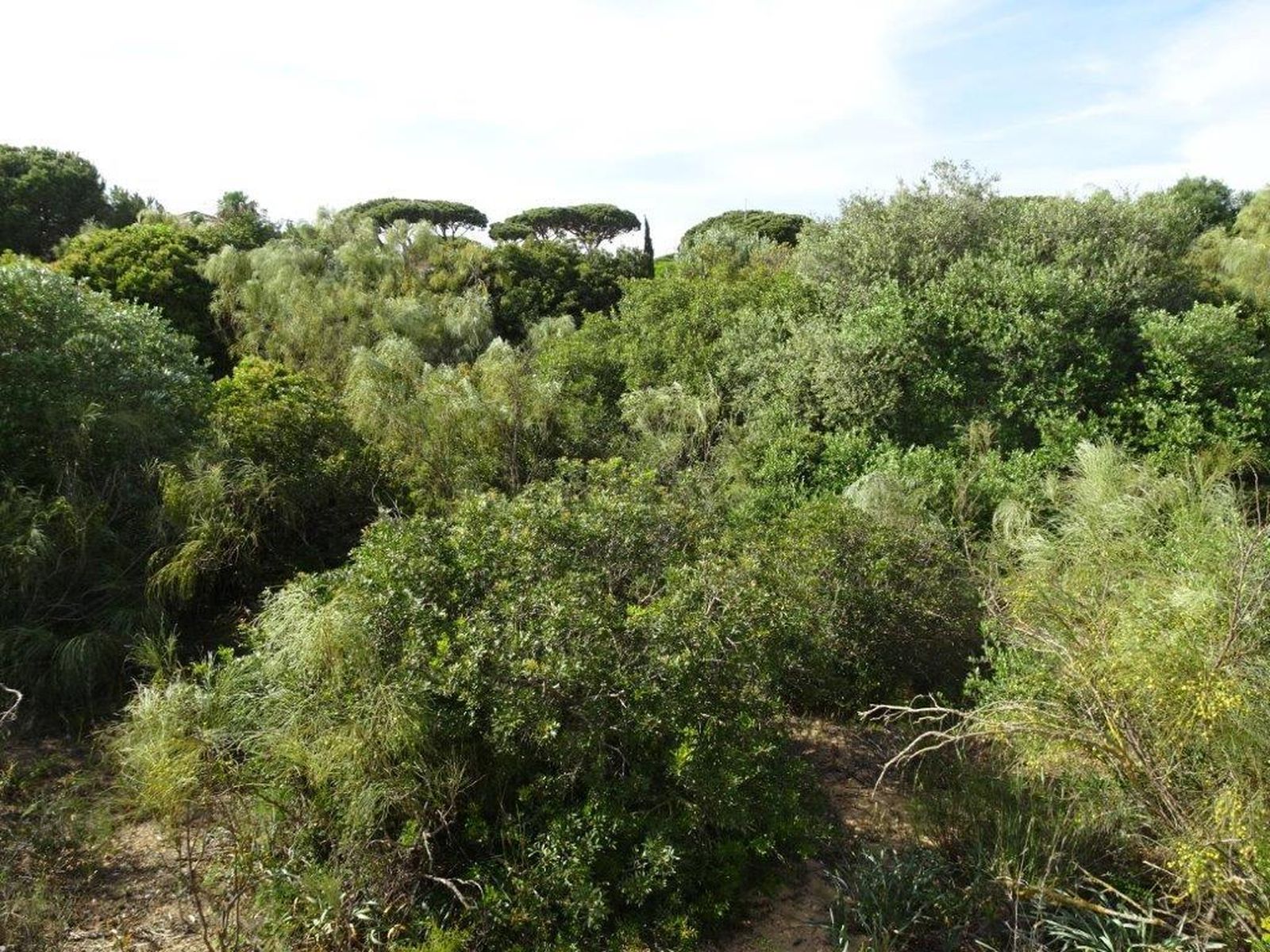 Los ecologistas quieren que La China se convierta en un gran parque público forestal.