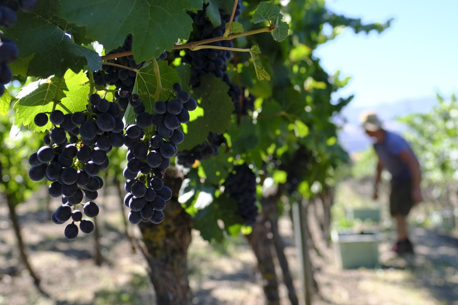 Vendimia en la Serranía de Ronda, en fotos