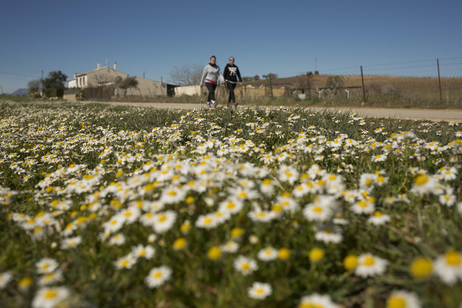 Imágenes de la primavera adelantada en Málaga