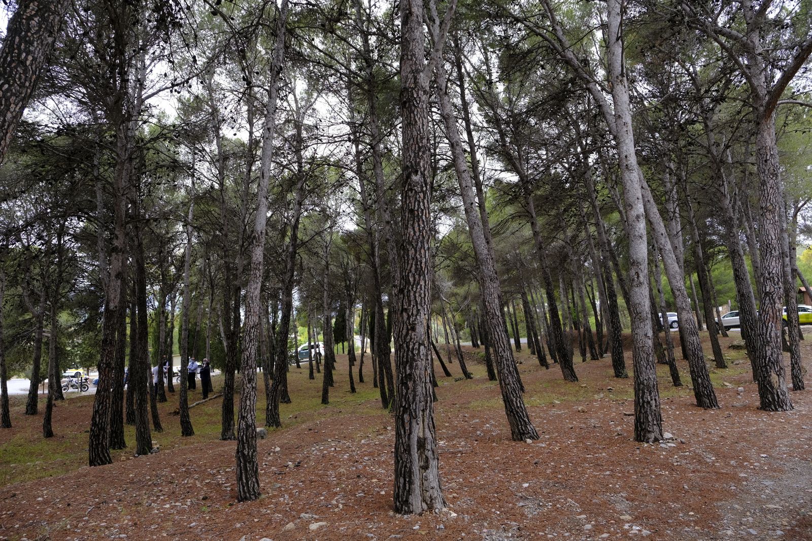 Fotogalería simulacro incendio forestal. Parque periurbano de Castala. Berja (Almería)