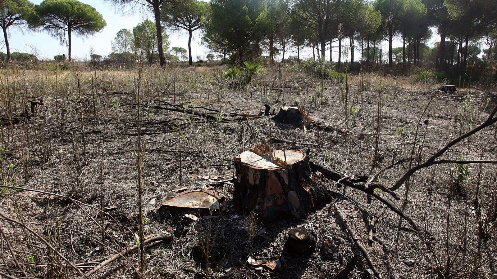 Terrenos donde está previsto instalar el CEUS en la localidad de Moguer.