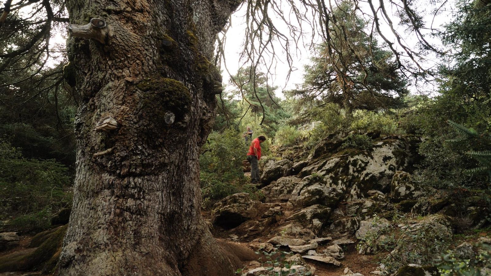 El Pinsapo de las Escaleretas de Parauta.