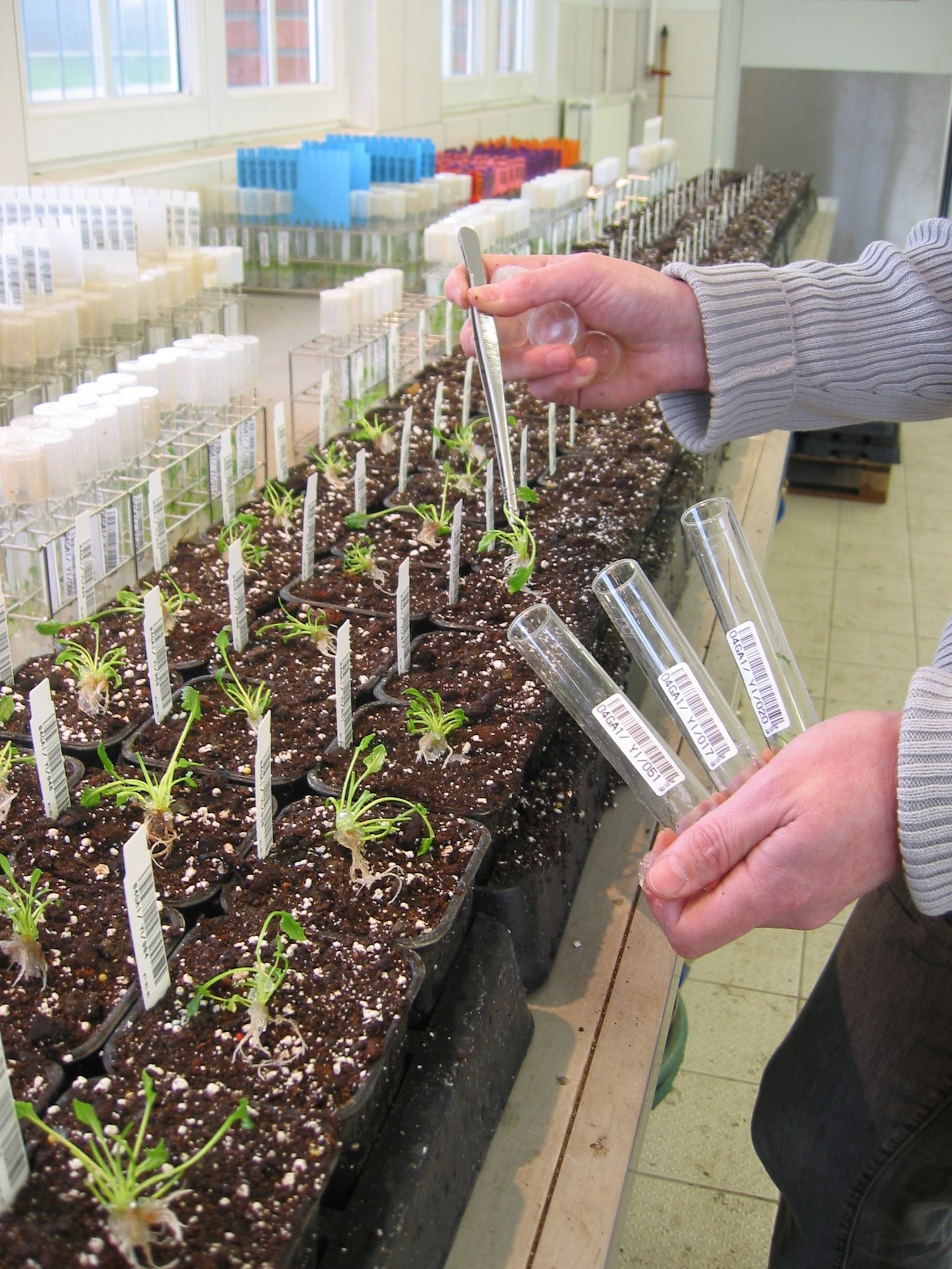 Pruebas con cultivos