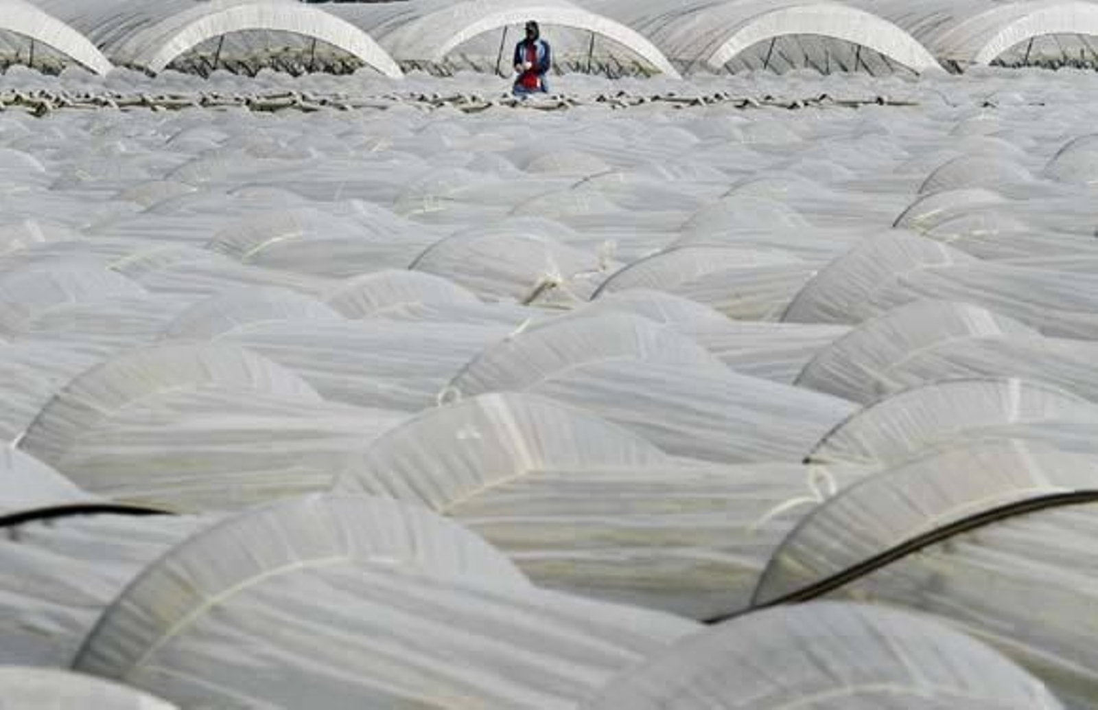 Entre Mazagón y Palos se extiende un mar blanco que oculta los campos de fresa, que oculta el lugar de ninguna parte de los africanos derrotados  Foto: Fito Carreto
