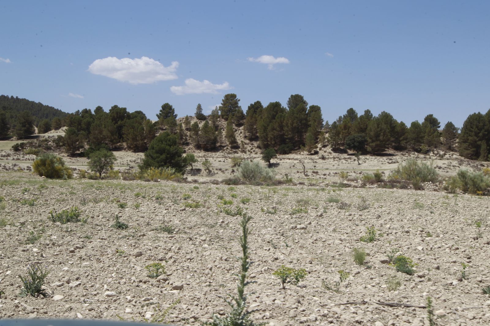 Imágenes de la sequía que golpea con dureza la producción de cereal en Los Vélez