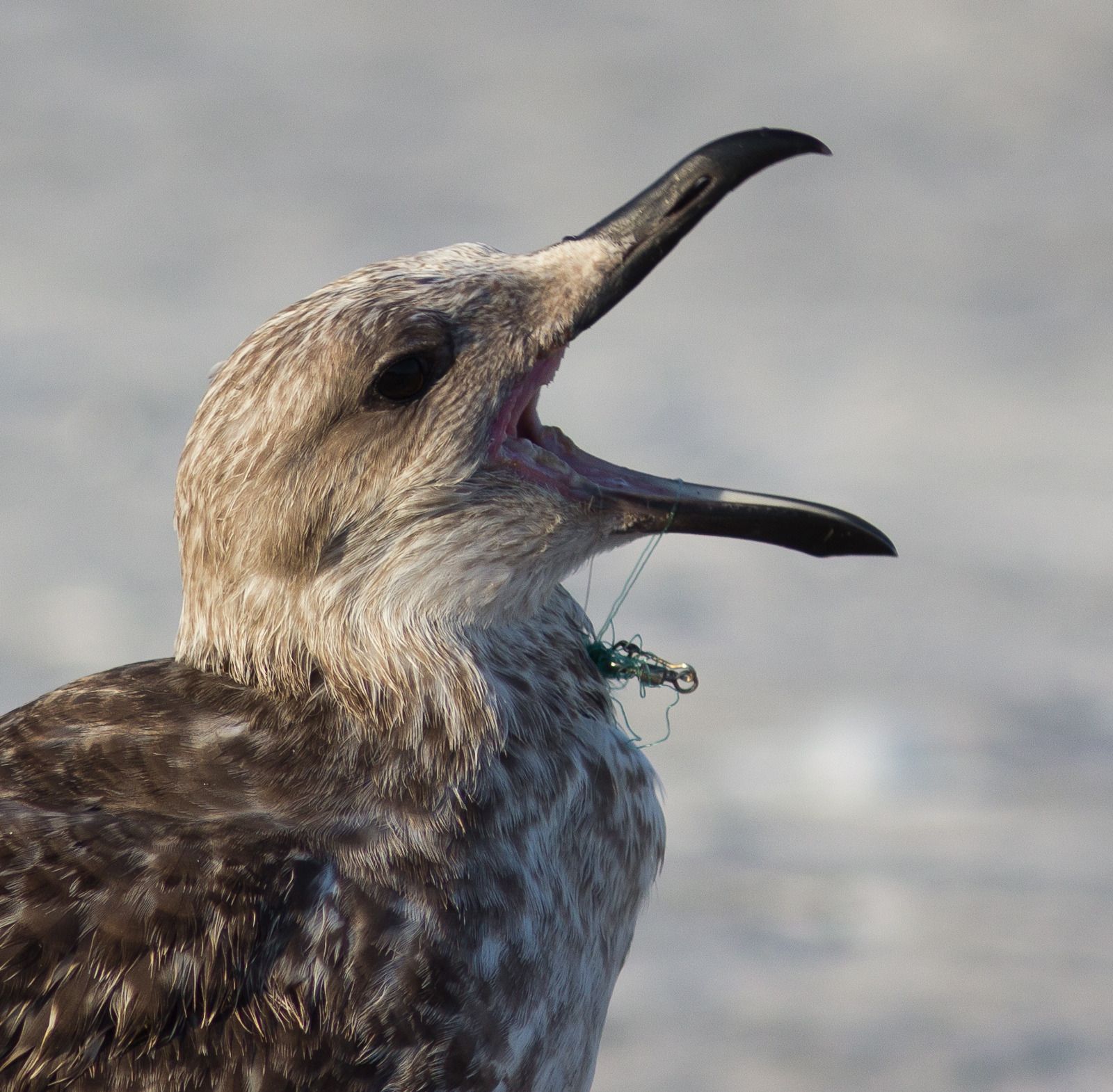Los daños de la pesca recreativa irresponsable en las aves marinas, en fotos