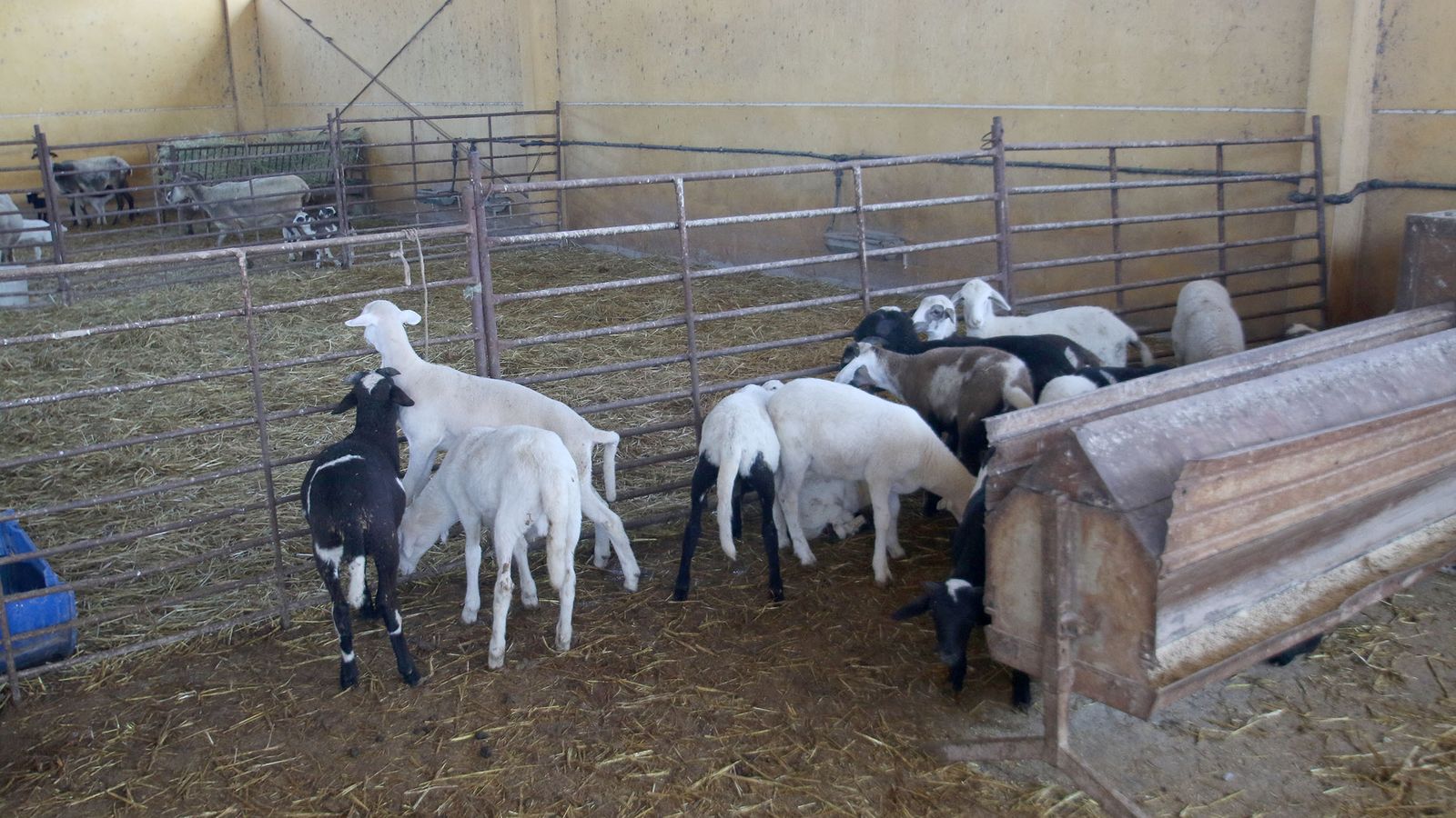 Pablo Casado visitó ayer con buena parte de la plana mayor del PPde Almería una de las explotaciones ganaderas afectadas por la gota fría.