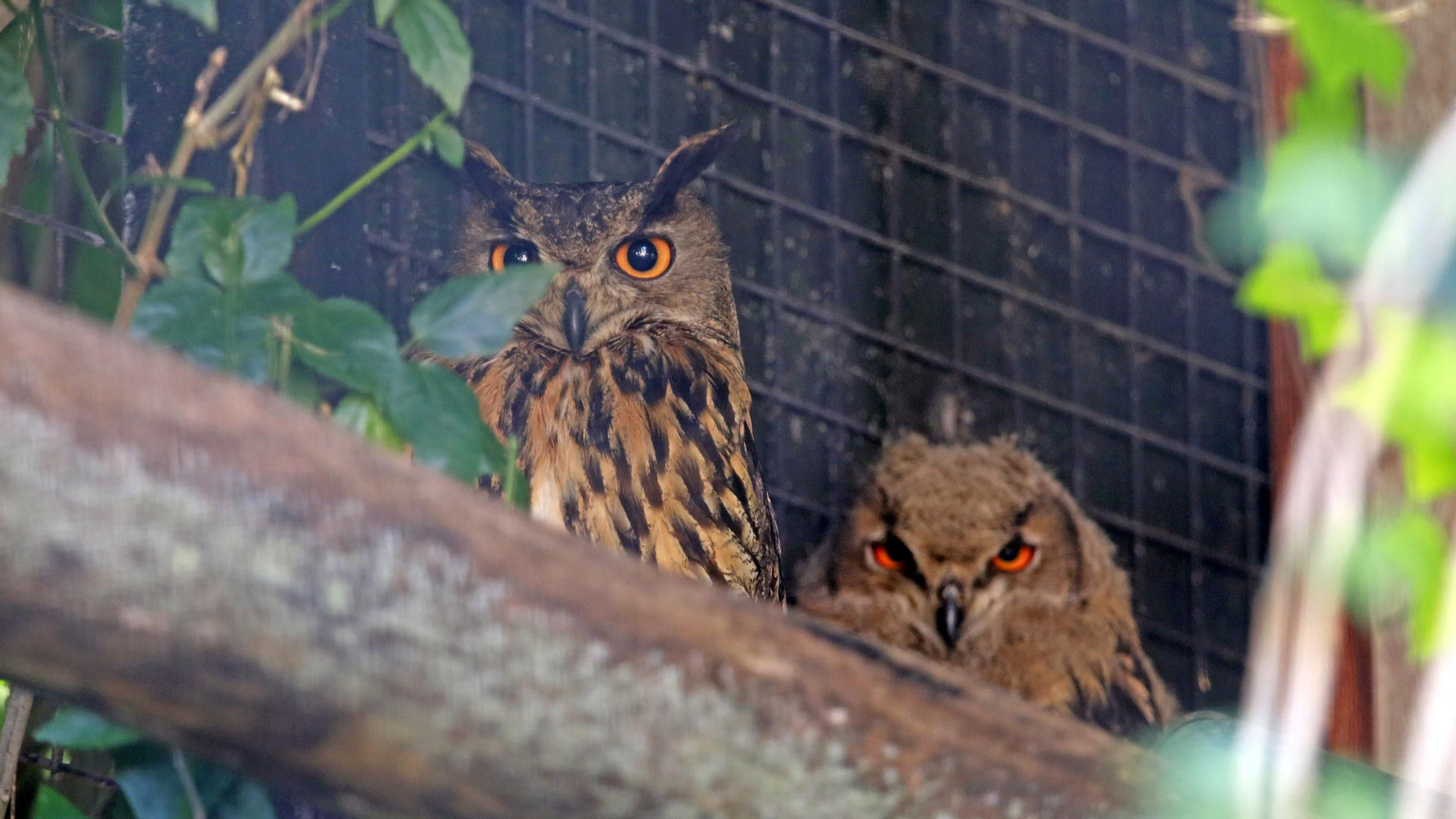 Reapertura del Zoo de Jerez
