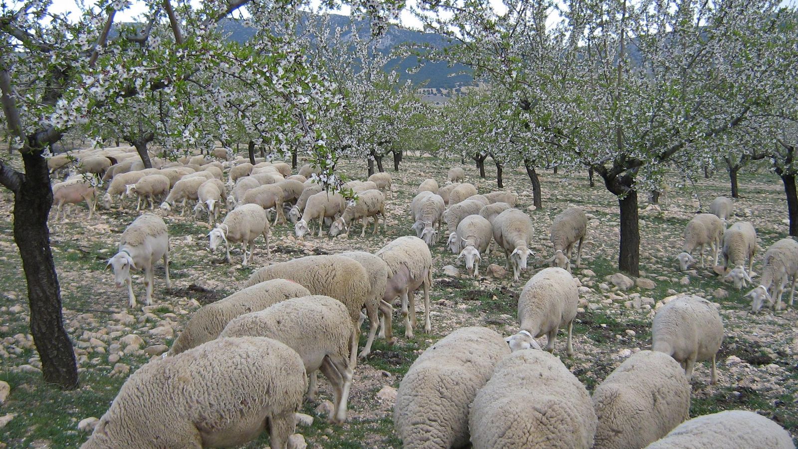 Un rebaño de ovejas pasta entre almendros en flor