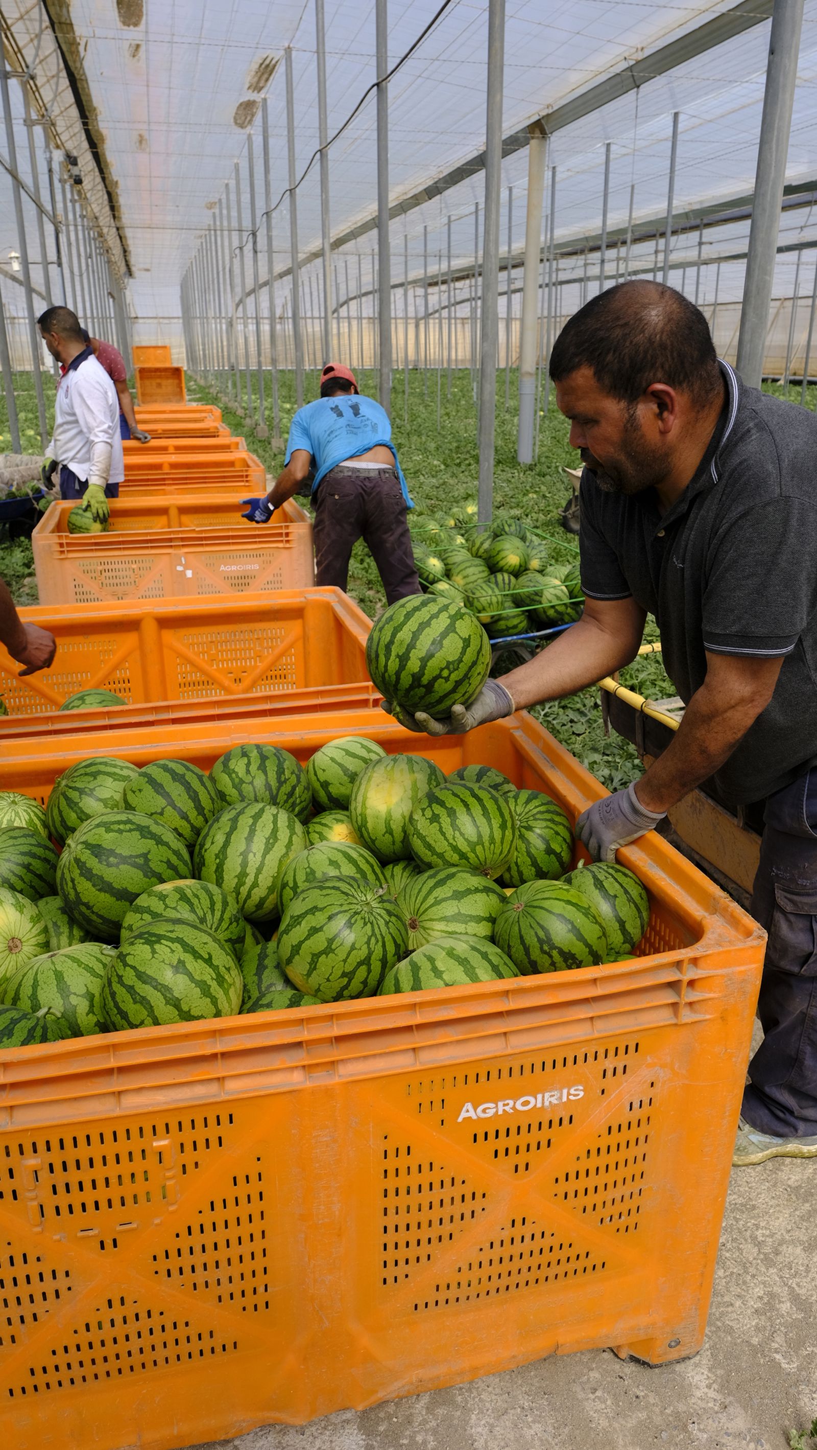 Imágenes de las primeras sandías que salen de Almería esta campaña
