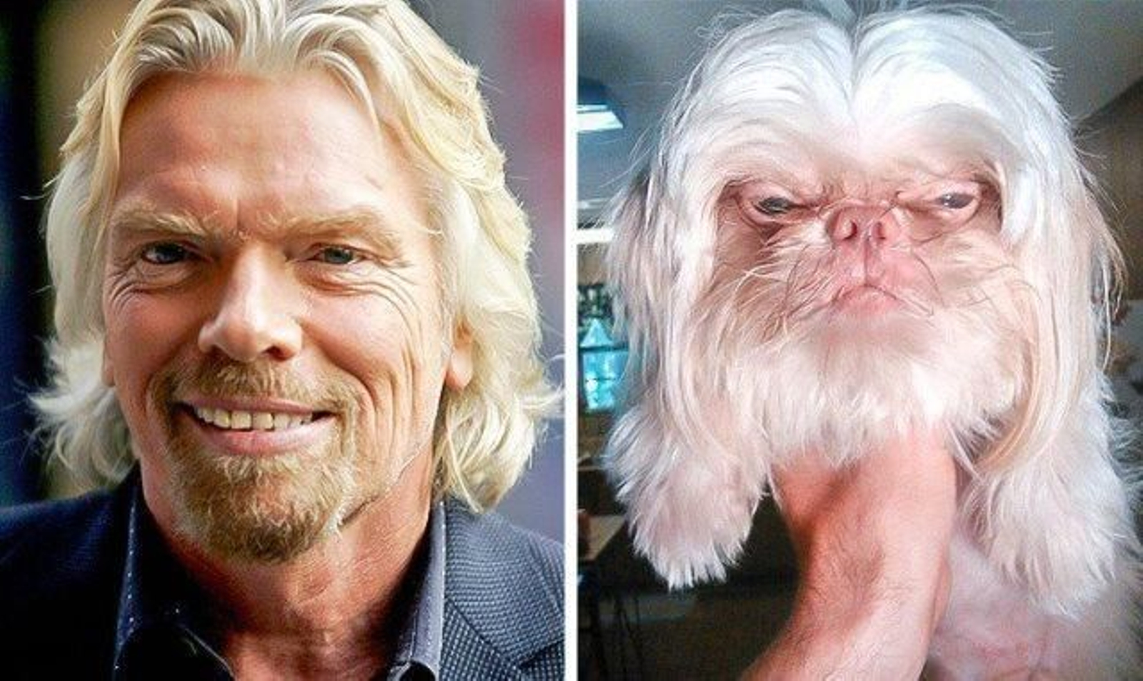 Pónganle pelo y cuatro patas al multimillonario inglés Richard Branson, y resulta este perro.