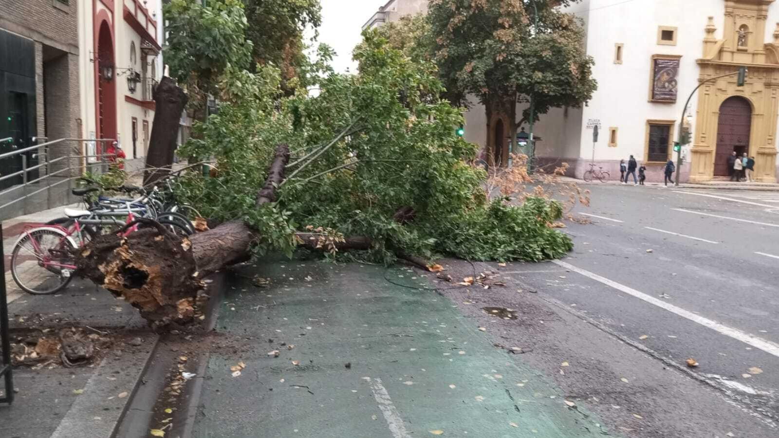 Este árbol fue arrancado de cuajo en la calle Recaredo, junto a la capilla de los Ángeles.