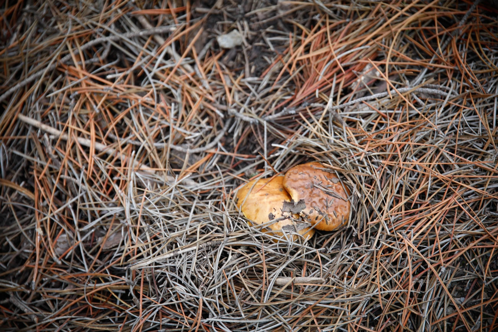 La ruta recolectora de setas en Abla por las XIX Jornadas Micológicas, en imágenes