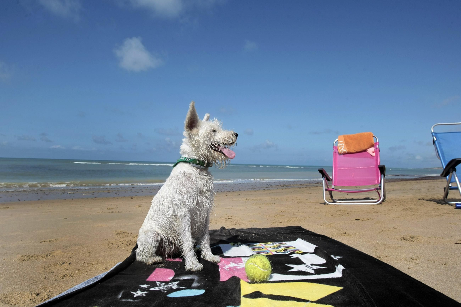 Un perro, en una playa de la Bahía de Cádiz. Un perro, en una playa de la Bahía de Cádiz.
