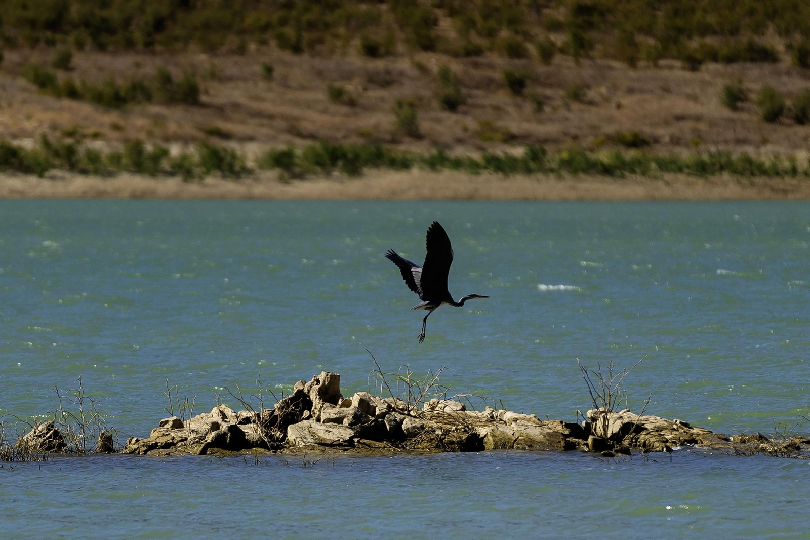 Un ave alza el vuelo sobre un trozo de tierra que asoma en el pantano de La Viñuela hace unas semanas