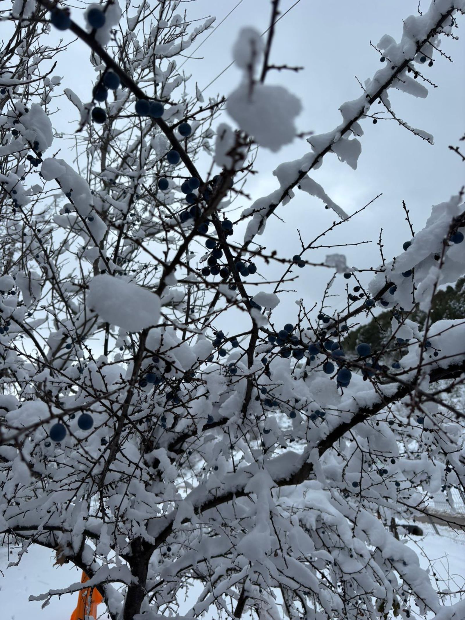 Sierra de Segura nevada.