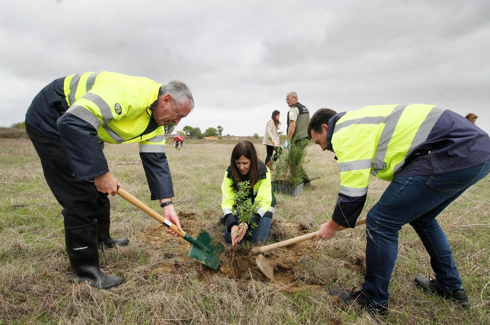 Imágenes de la plantación de árboles en los Llanos de Bacuta, en el Paraje Natural Marismas del Odiel, Huelva