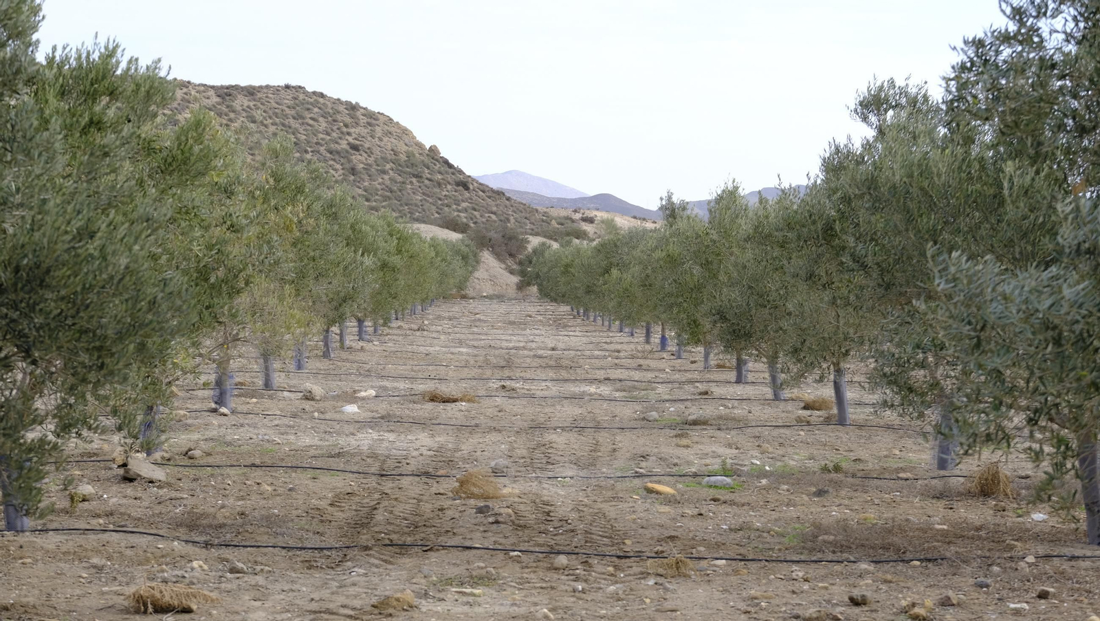 Época de recogida de aceitunas, en imágenes