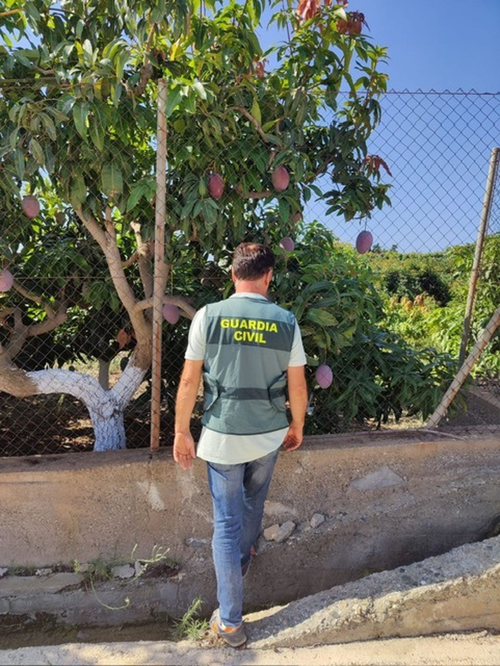 Un agente de la Guardia Civil ante una plantación de la Costa.