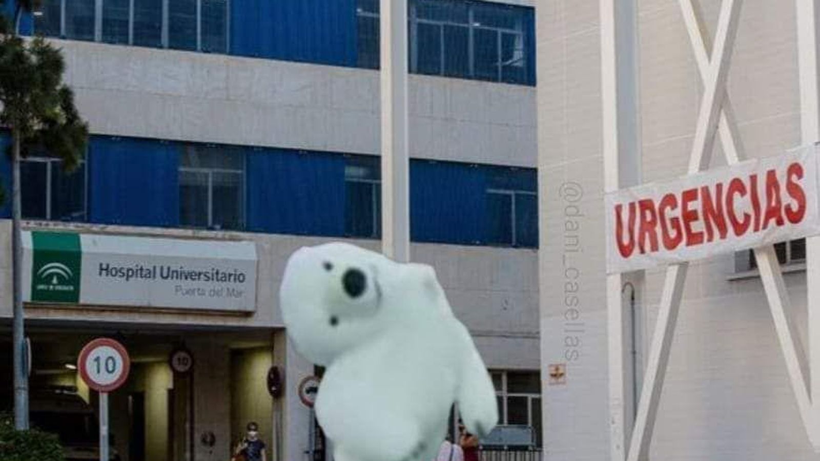 El oso, saliendo de urgencias.