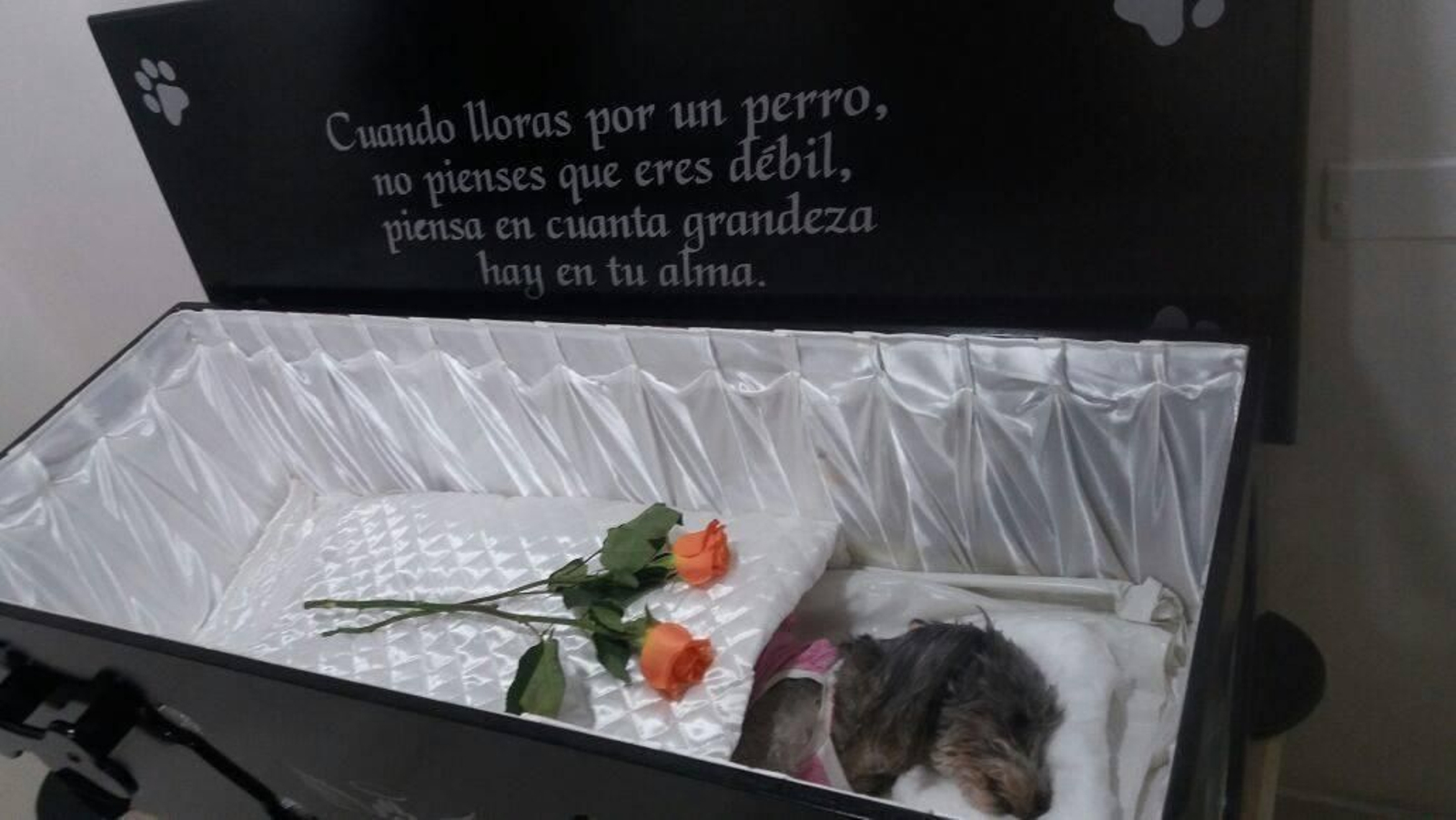 Funerales y velorios para perros y gatos, la forma de despedir a las mascotas en Colombia