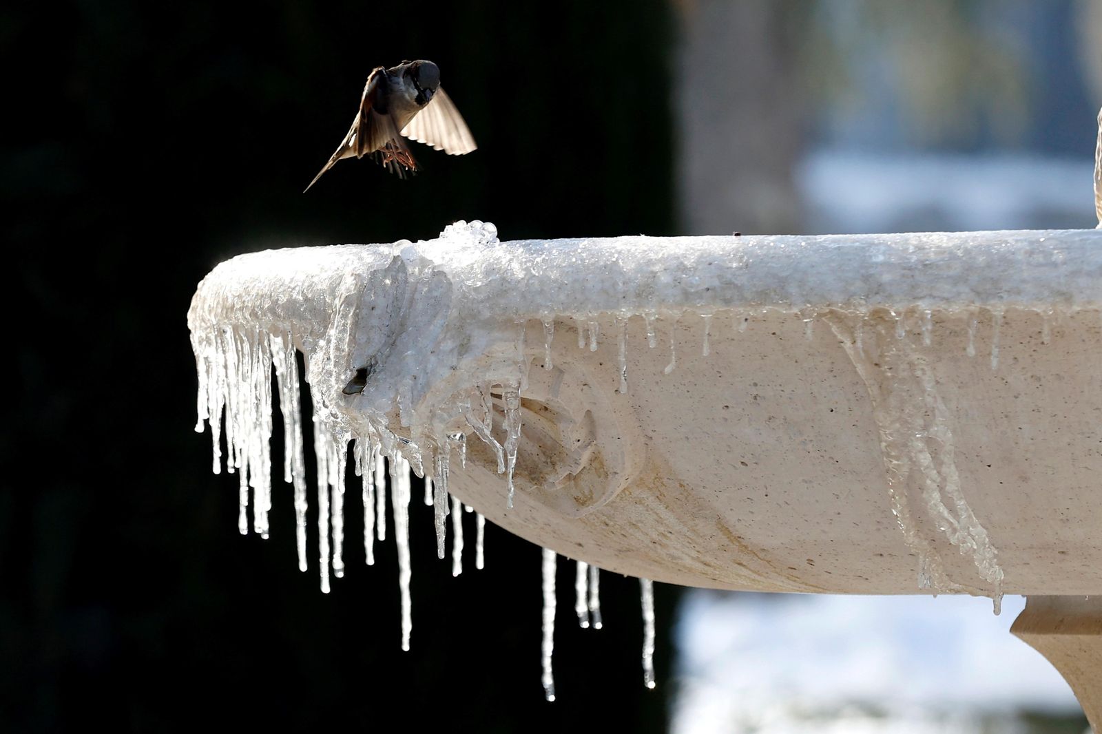 Un gorrión se posa sobre una fuente helada en la Plaza de Colón de Madrid.