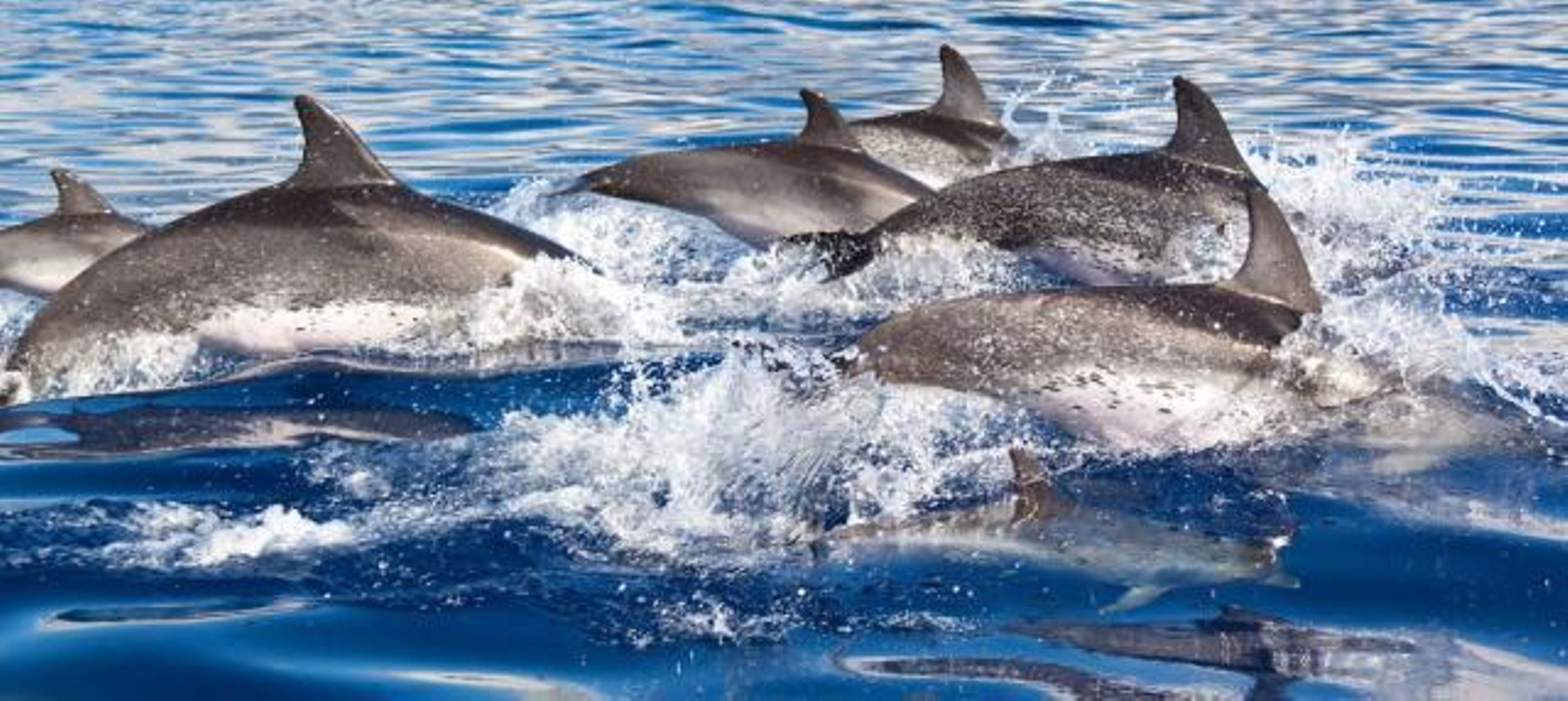 Delfines, los nuevos bañistas de la costa de Huelva