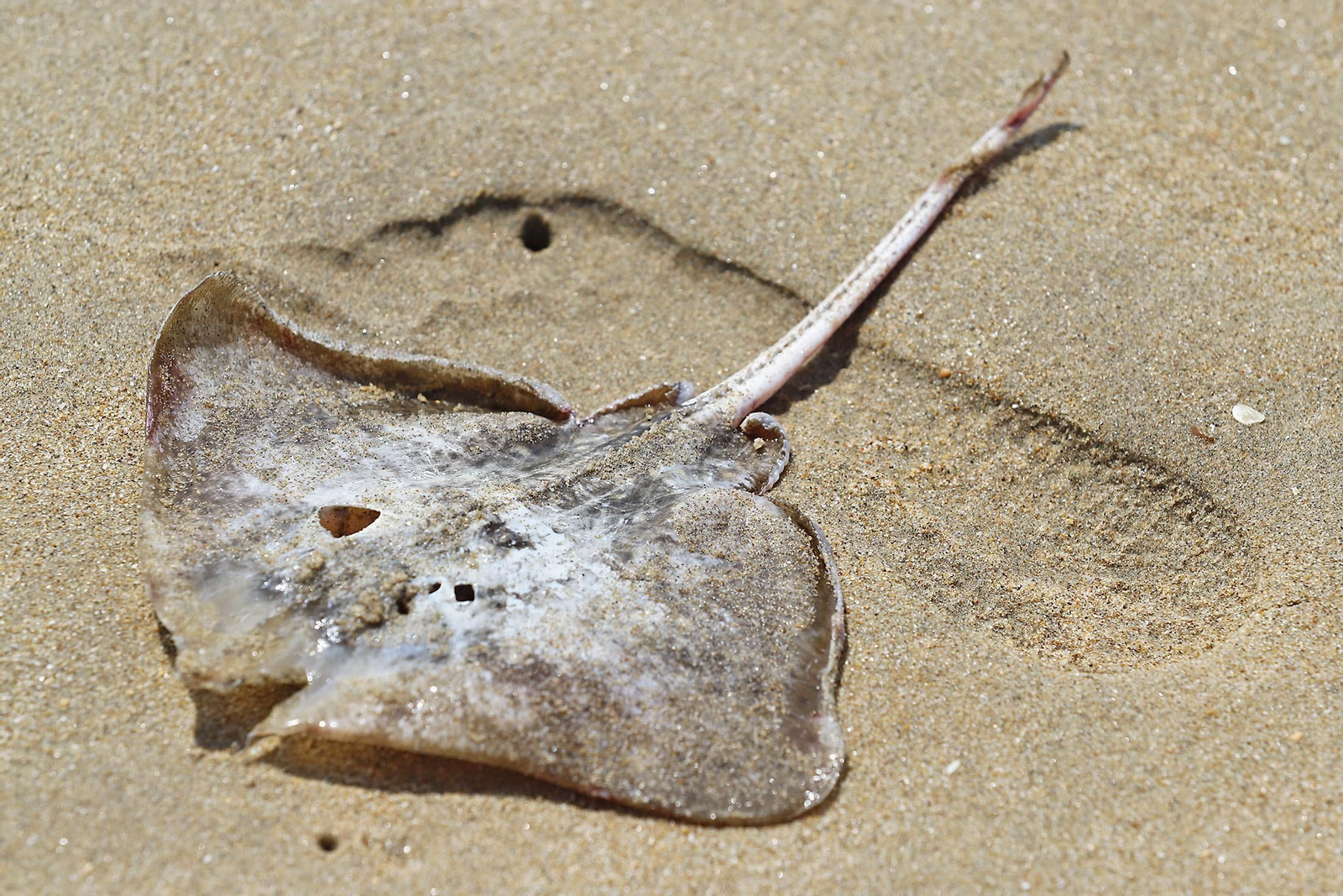 Imágenes del ambiente en las playas de Huelva en el 1 de julio