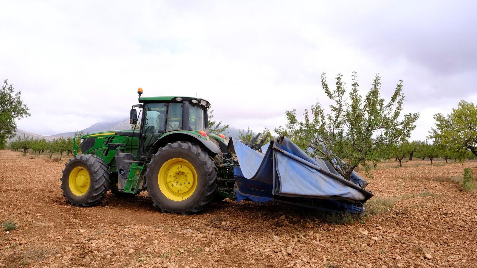 Un tractor recolector de almendras mueve el árbol para que caiga el fruto hacia su interior