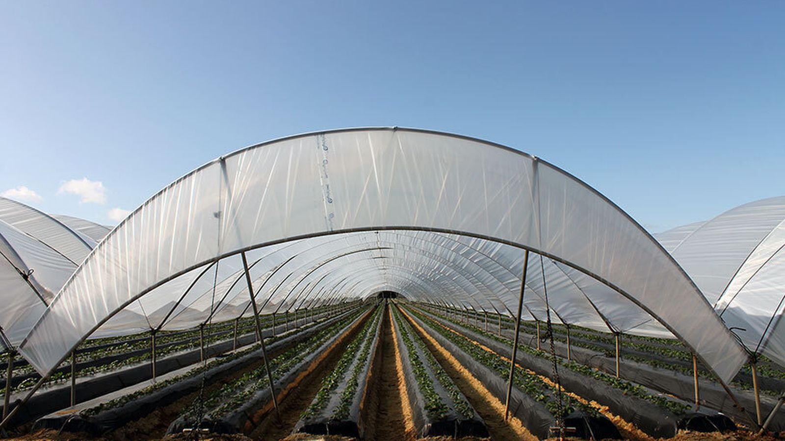 Cubiertas de cultivos de Huelvasol