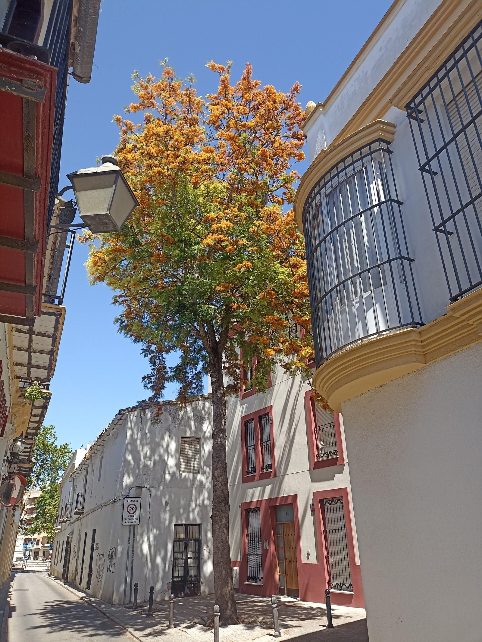 Imagen del ejemplar de calle Gaitán.