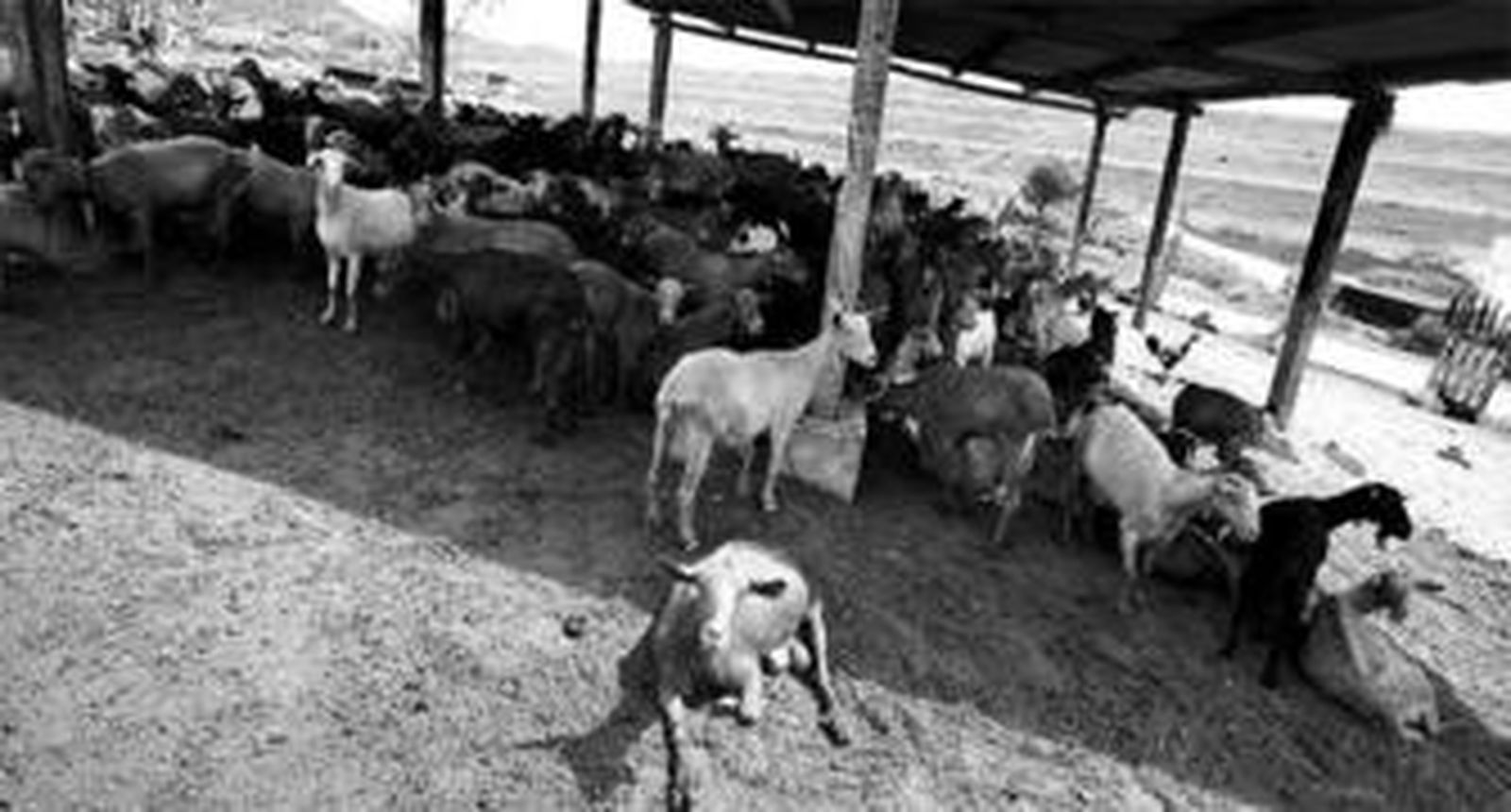 Explotación de cabras afectada por la sequía en Cártama.