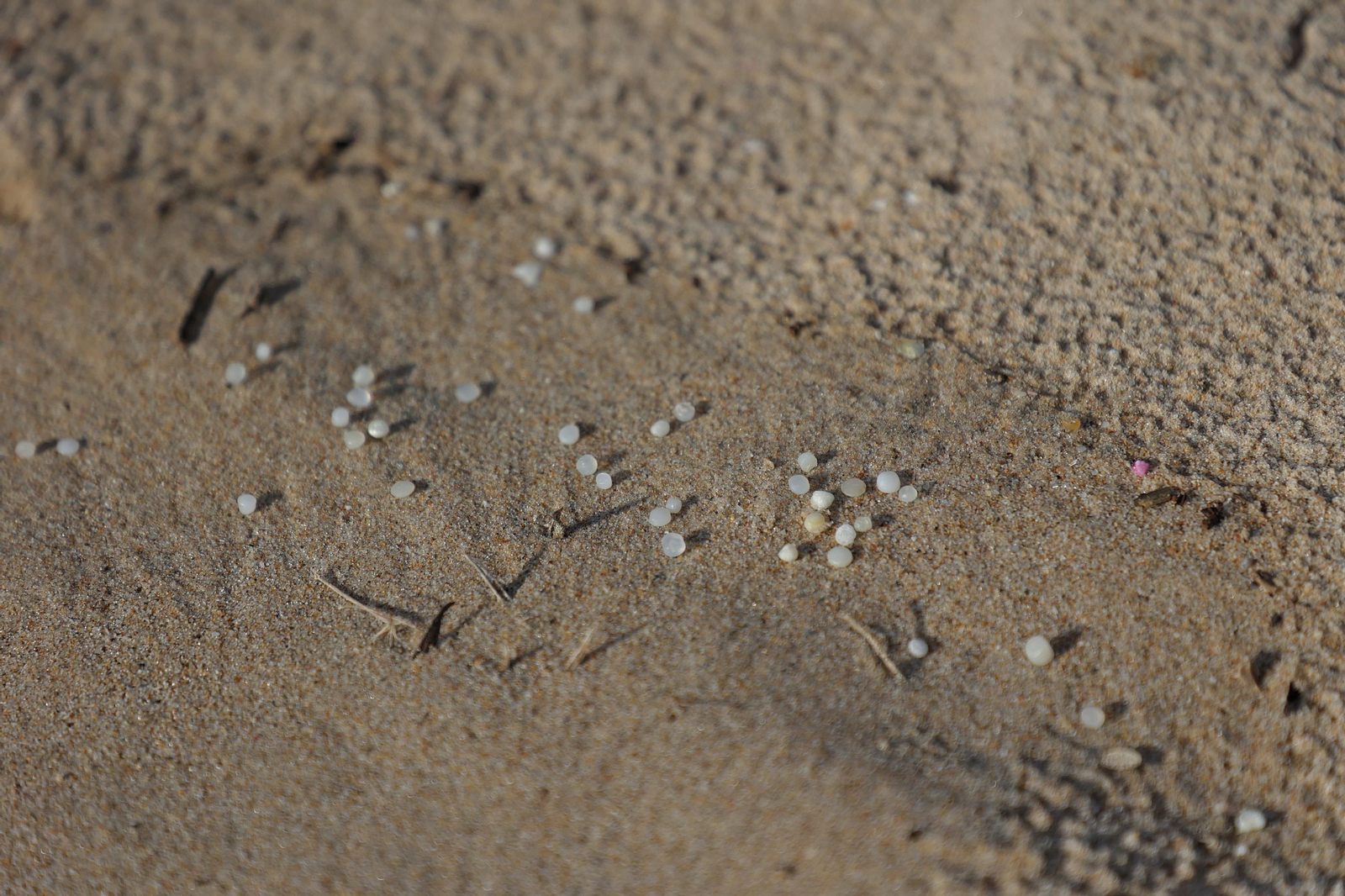 Fotos del vertido de pellets en las playas de Tarifa Fotos del vertido de pellets en las playas de Tarifa