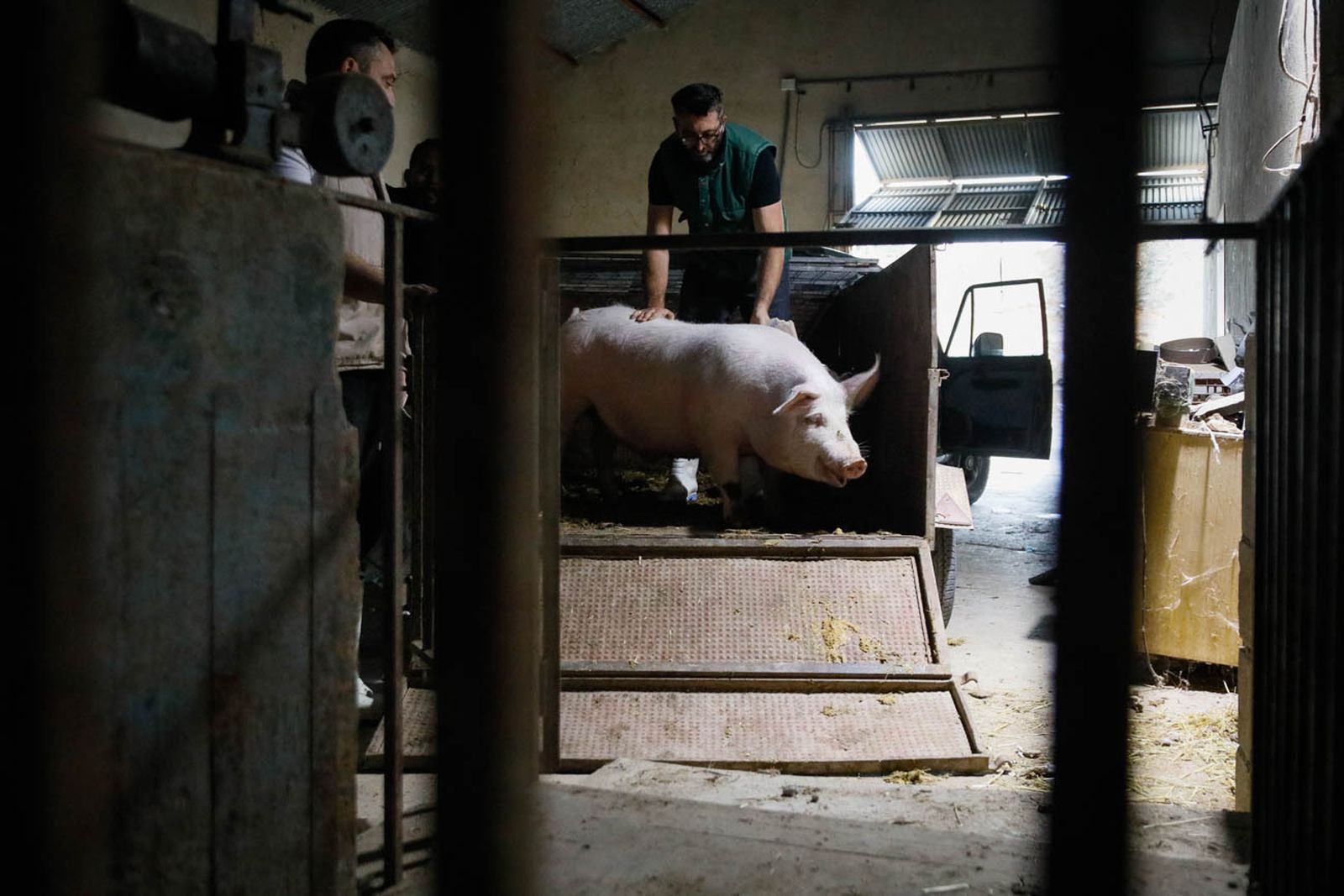 Te contamos en imágenes como son las matanzas en Chirivel
