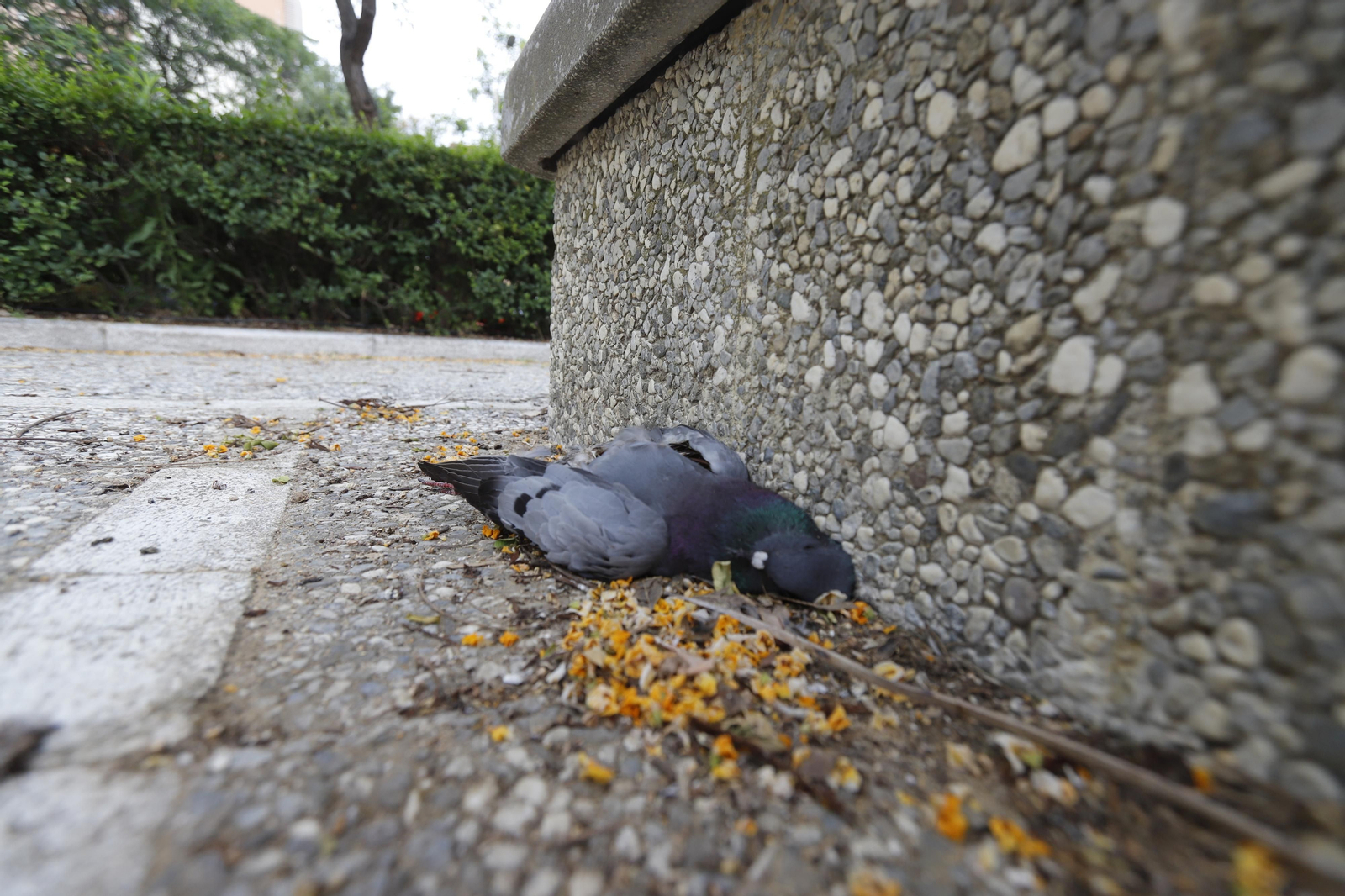 Imágenes del deterioro en la Avenida de Andalucía