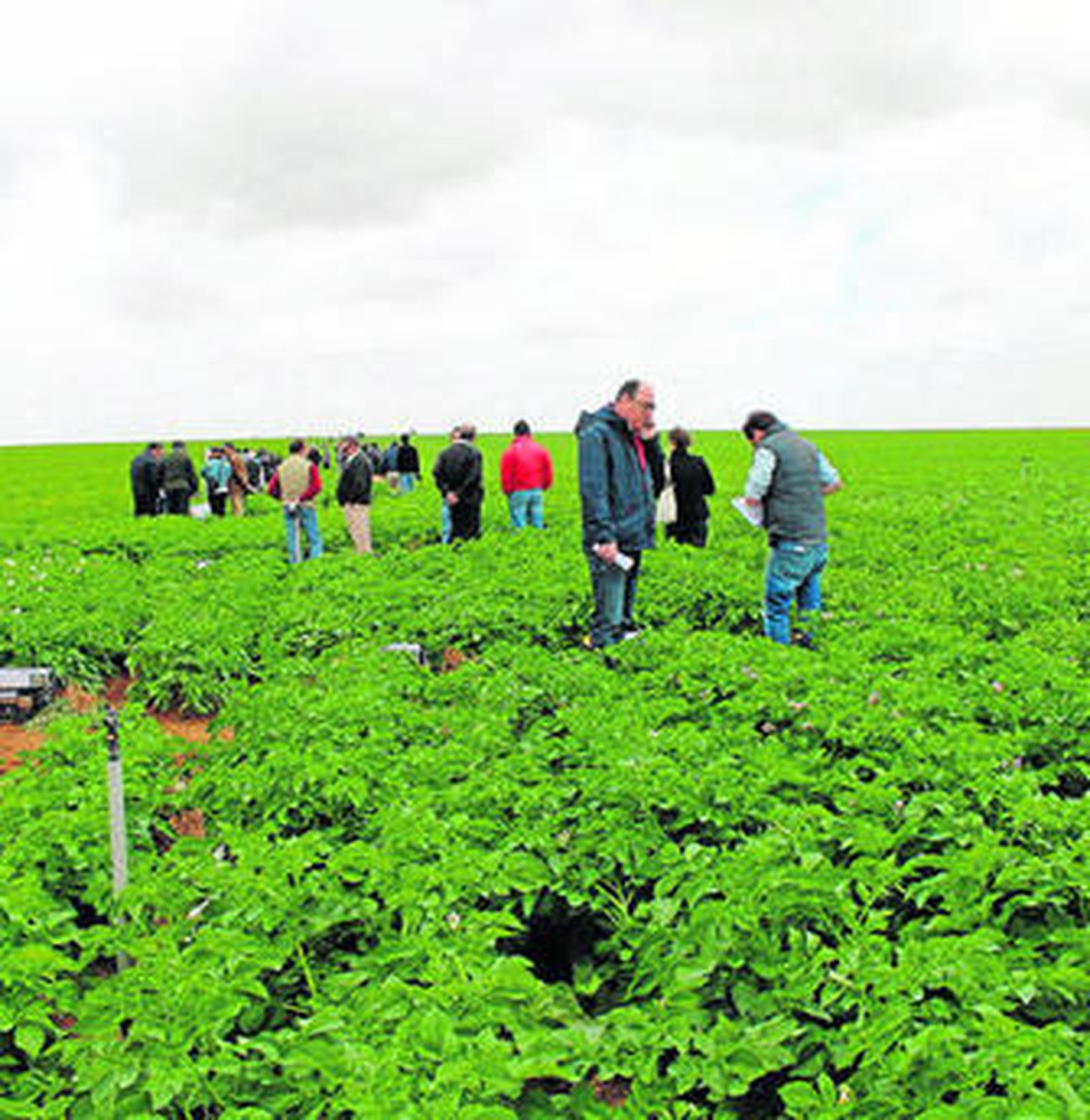 El estudio del comportamiento de diferentes semillas en la búsqueda de mayor rentabilidad.