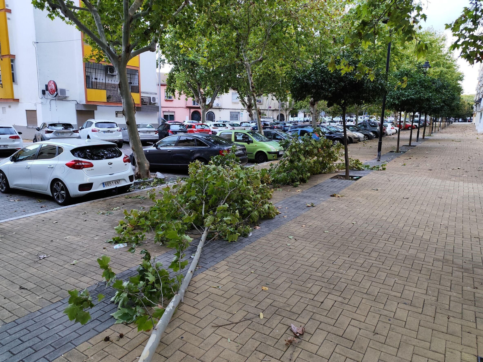 El rastro que deja la borrasca Claudia en Córdoba: anegaciones, árboles caídos y destrozos