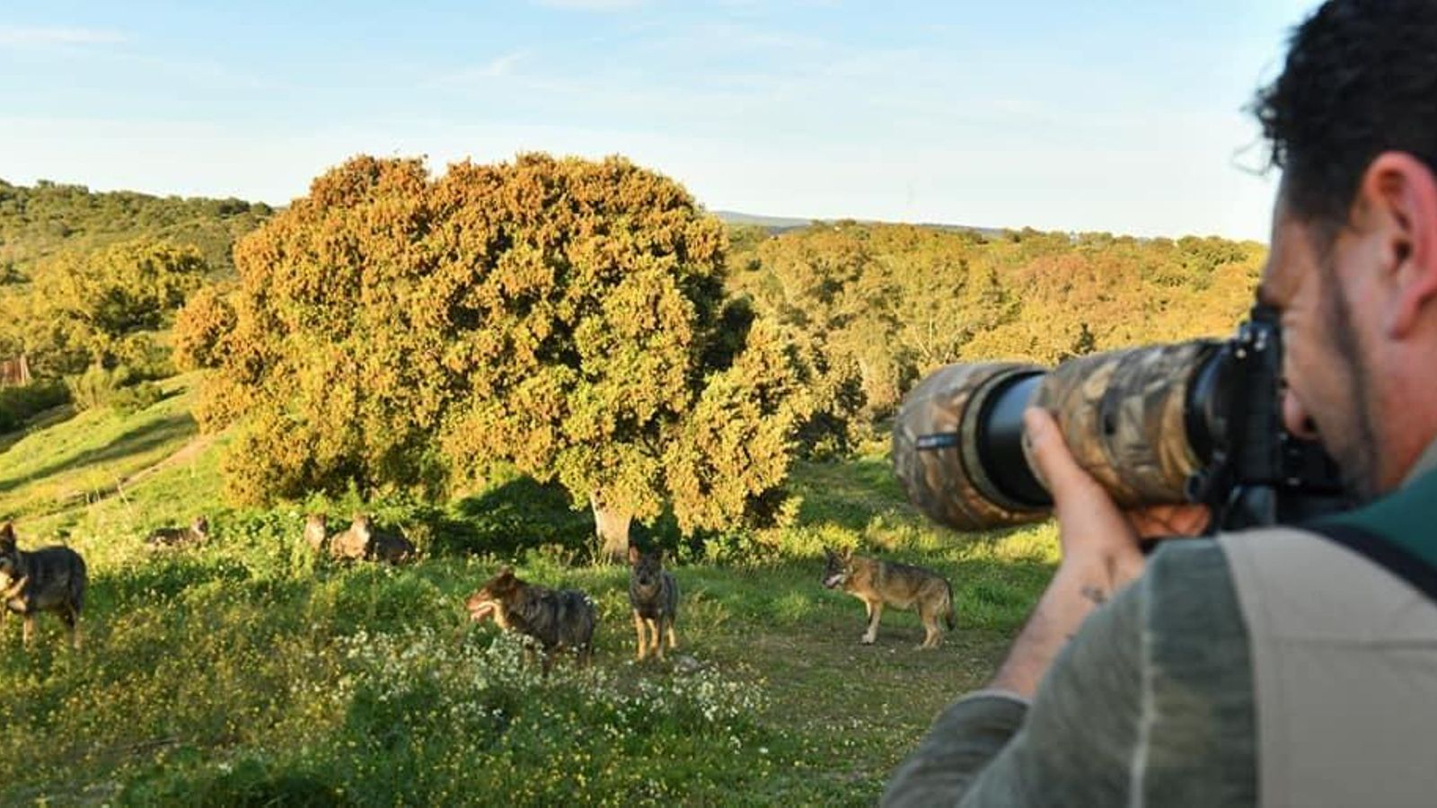 Un fotógrafo toma imágenes de la manada.