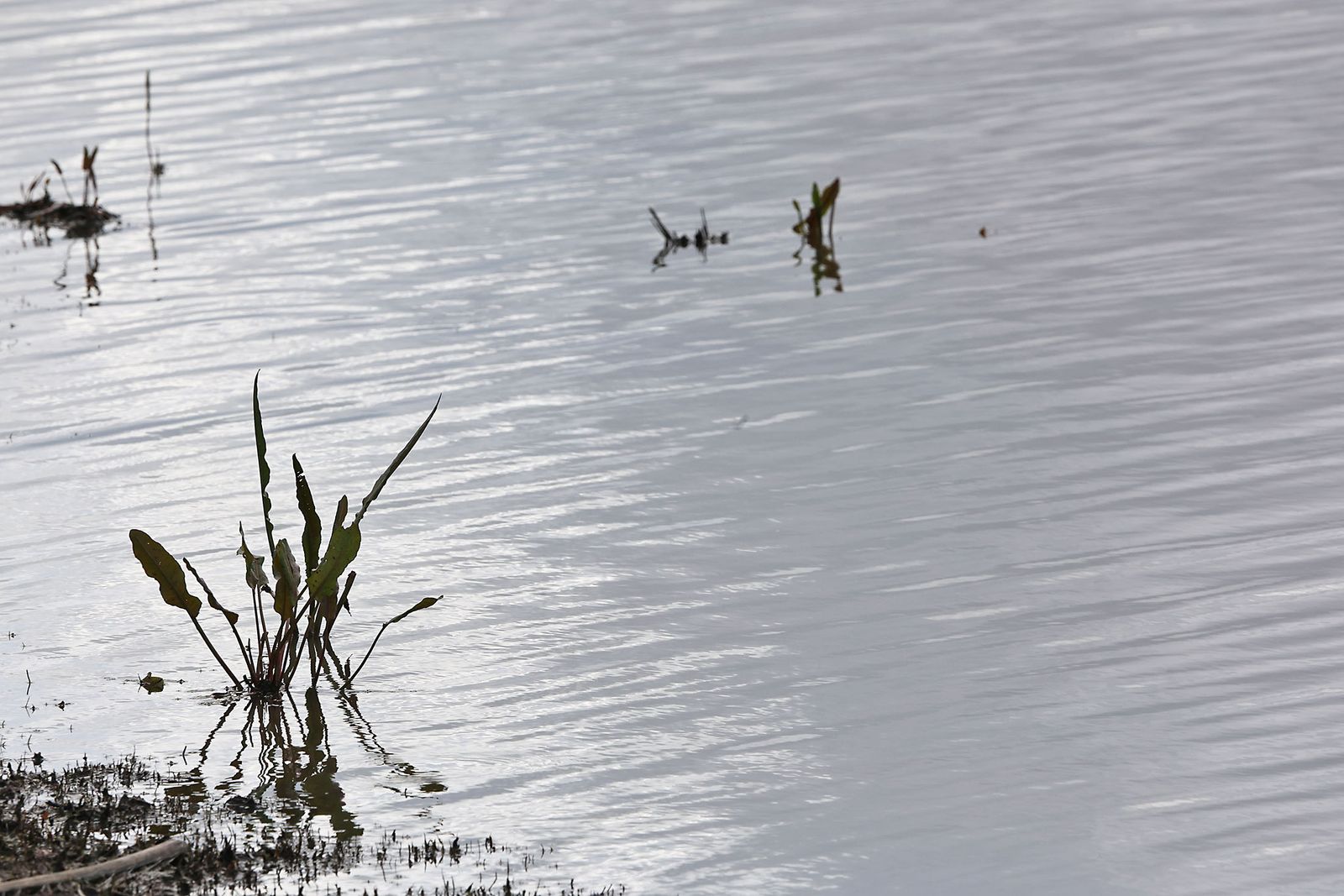 Estado actual en el que se encuentran las Marismas del Rocío tras las últimas lluvias