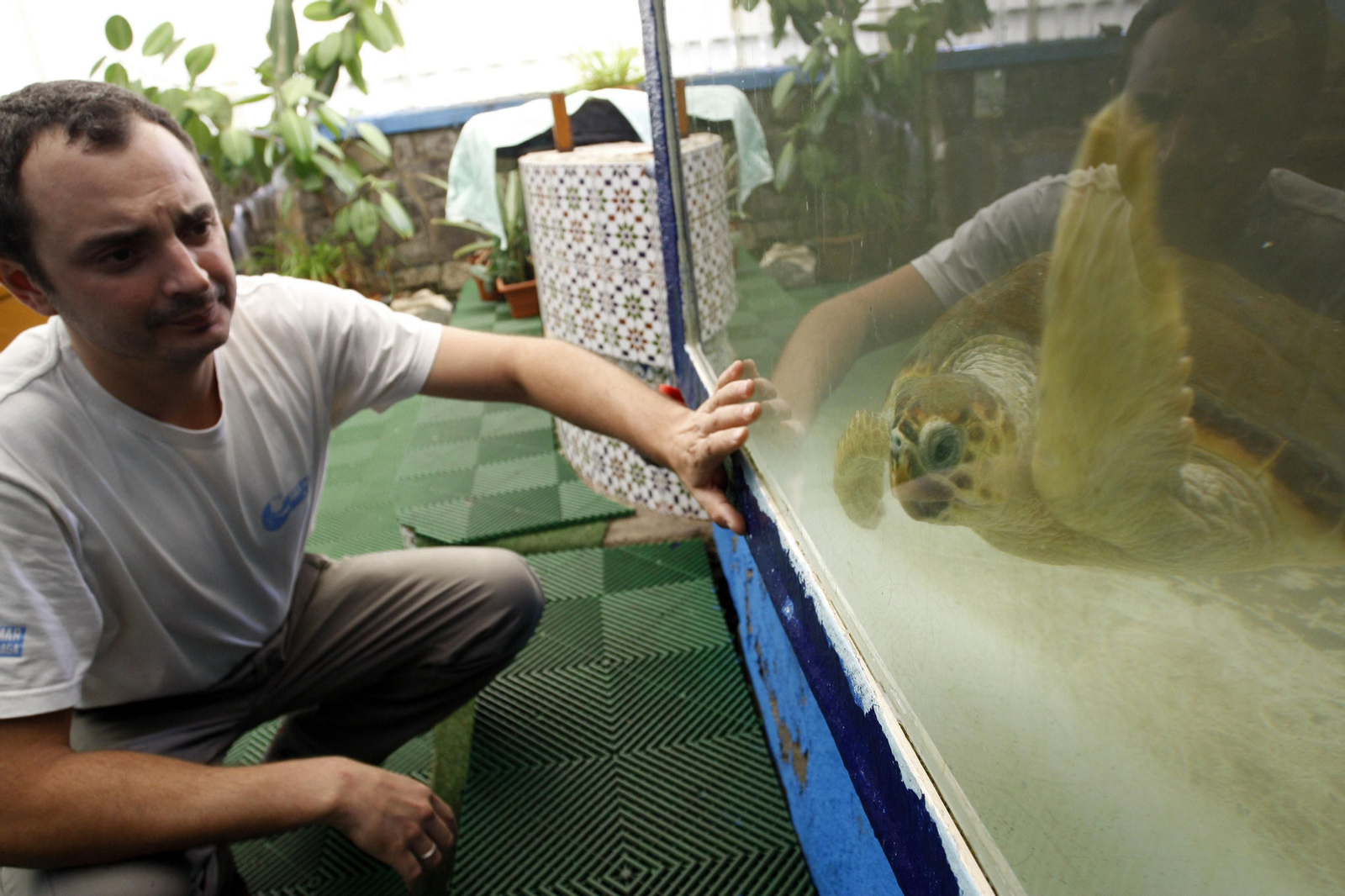 Una tortuga en el Aula del Mar.